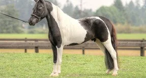 San Sujos Midnight Wrangler