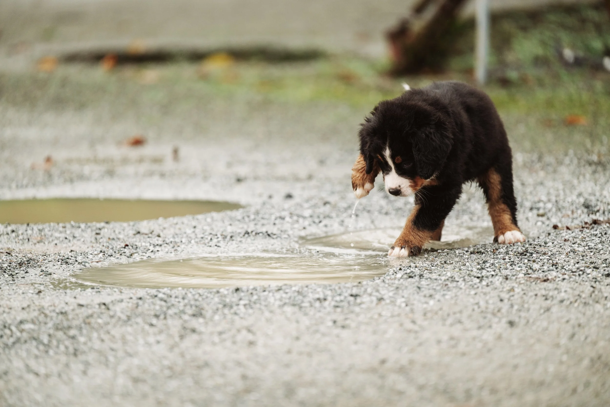 Bernese Pups 2025-110.jpg