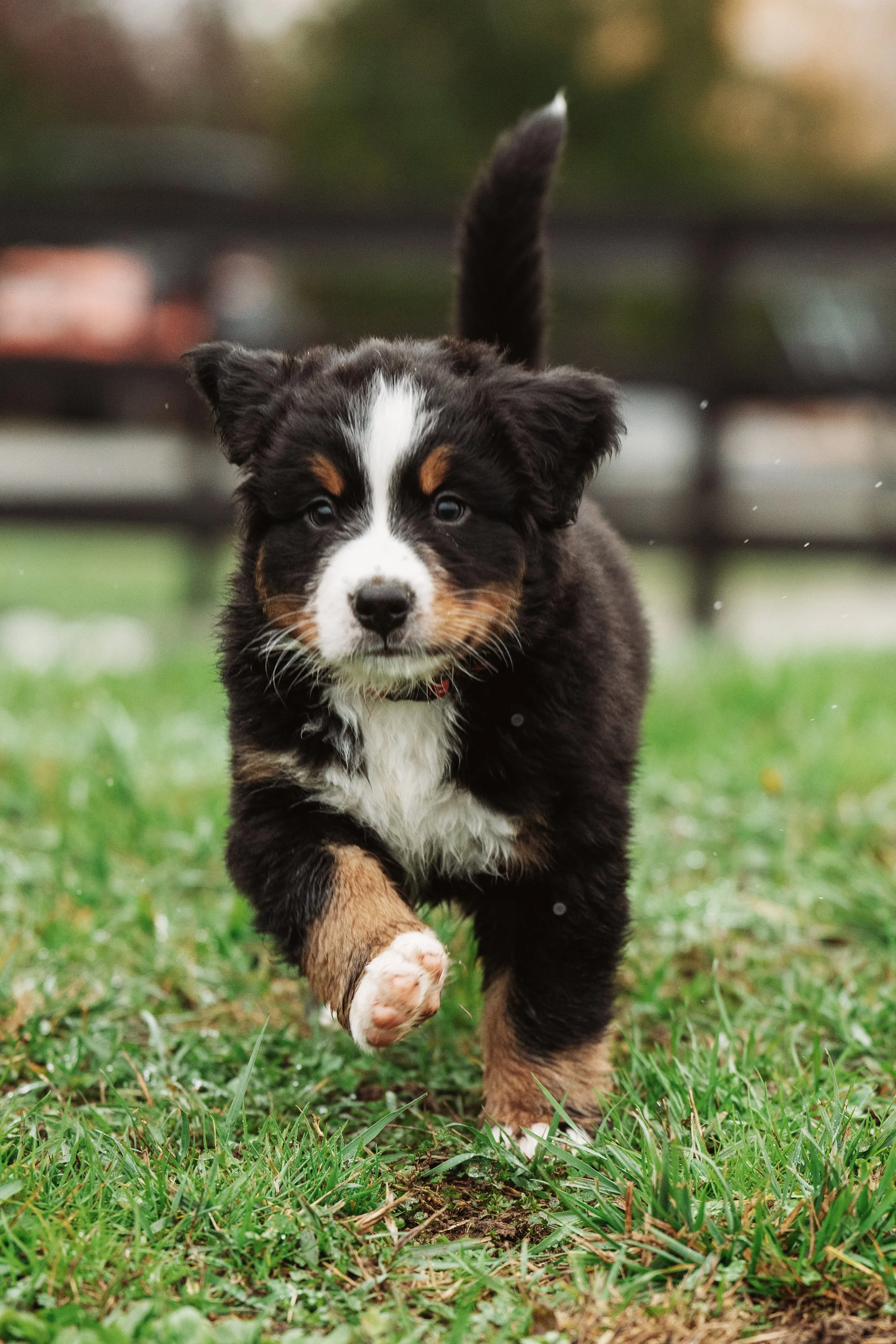 Bernese Pups 2025-50.jpg