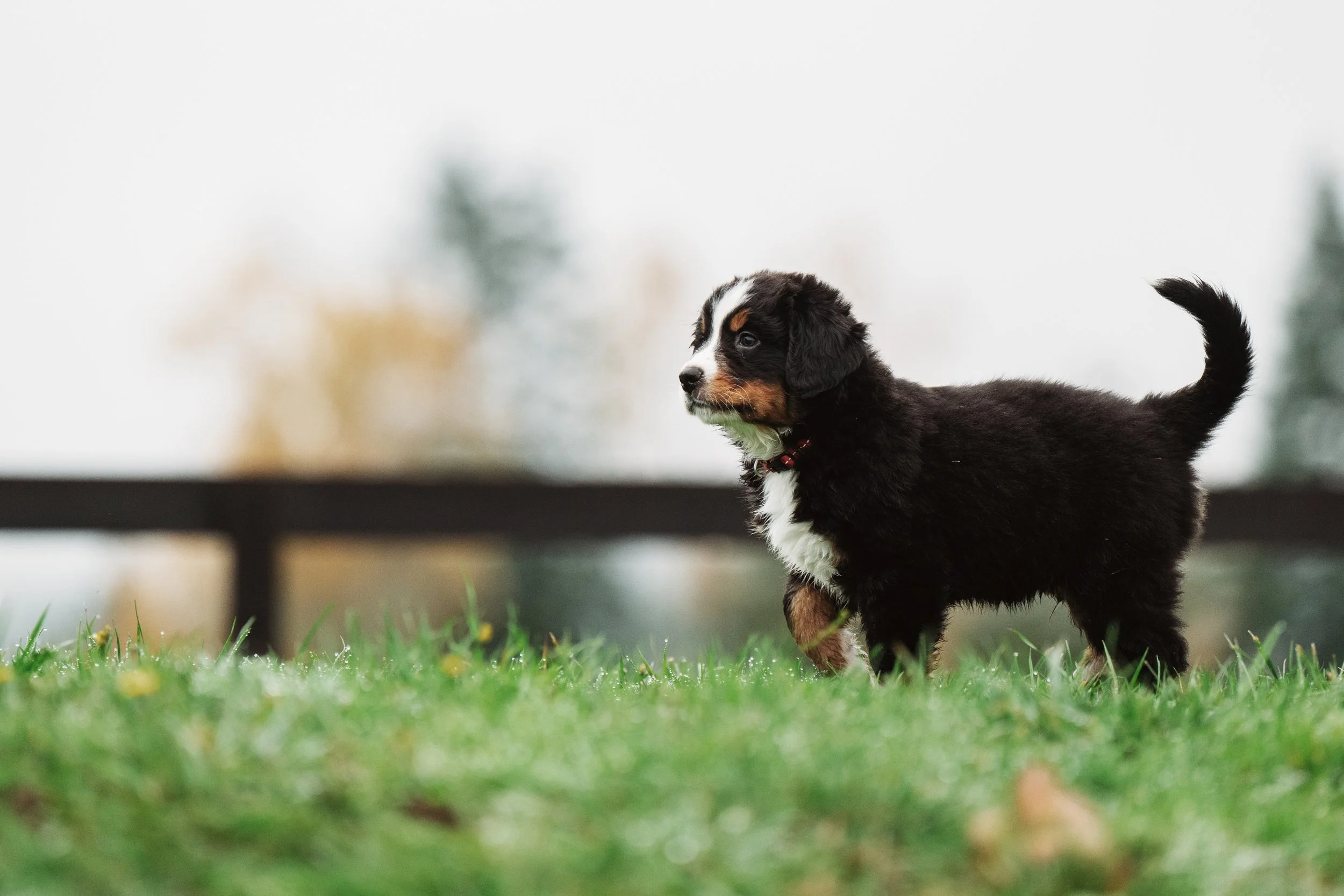 Bernese Pups 2025-31.jpg