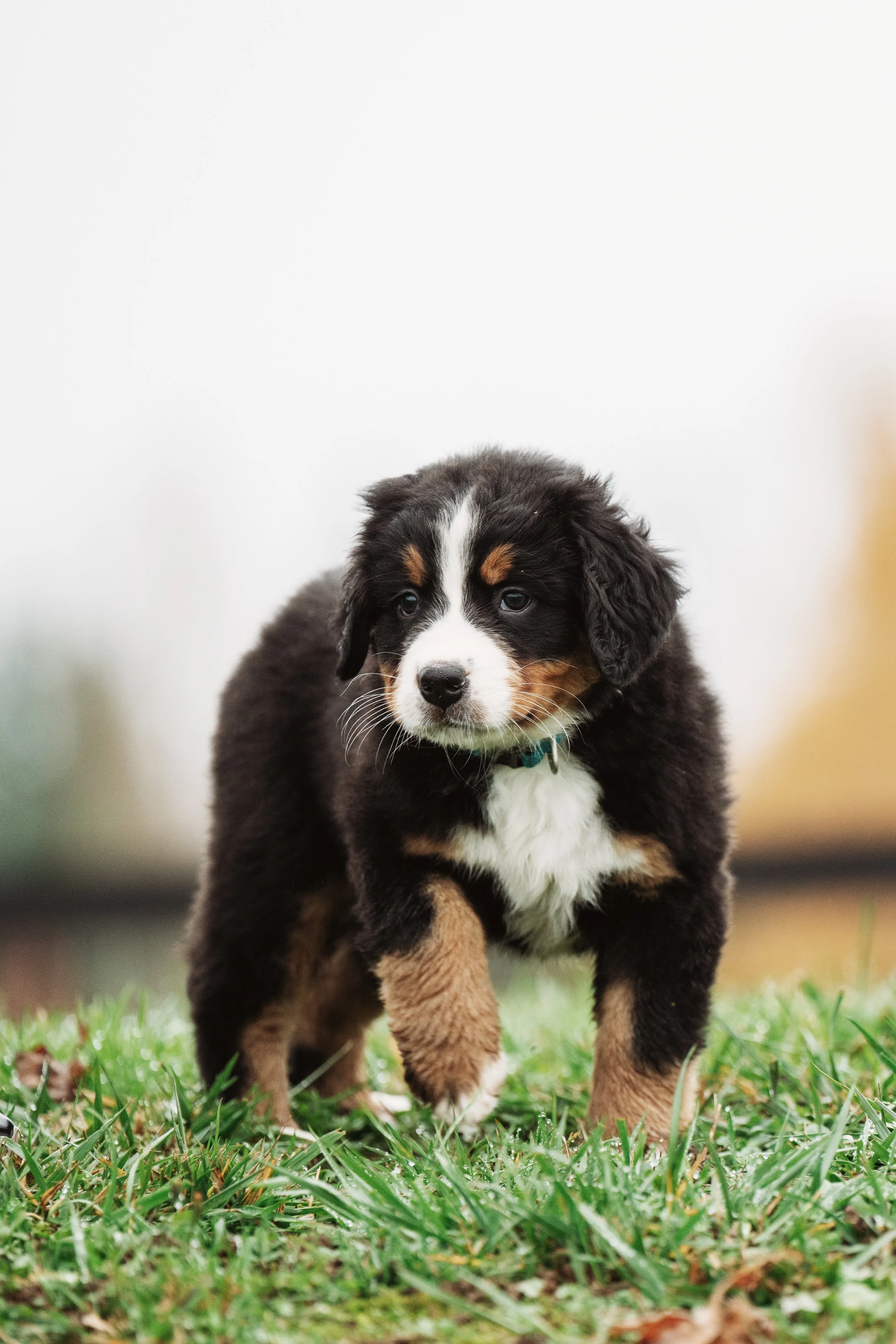 Bernese Pups 2025-30.jpg