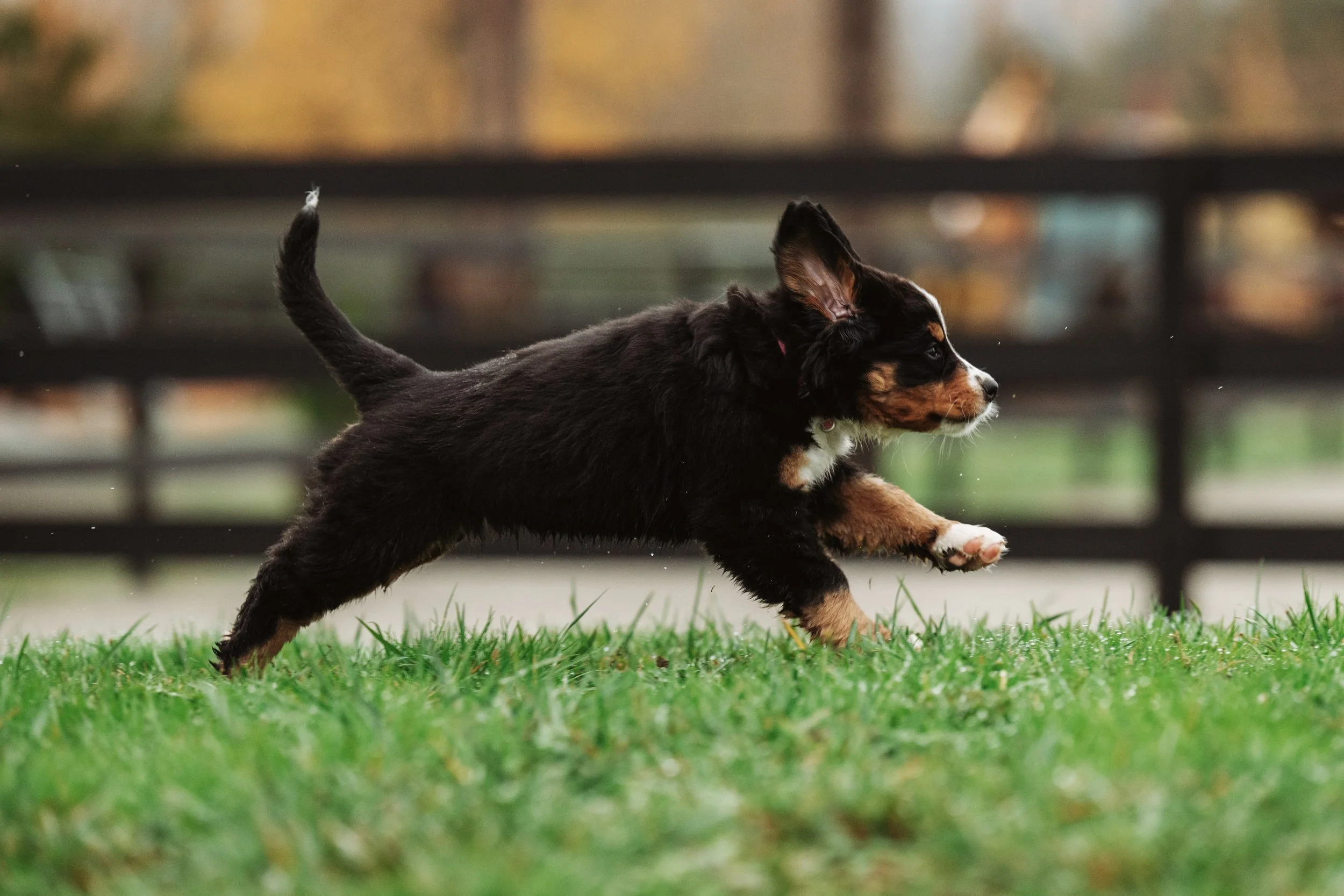 Bernese Pups 2025-42.jpg