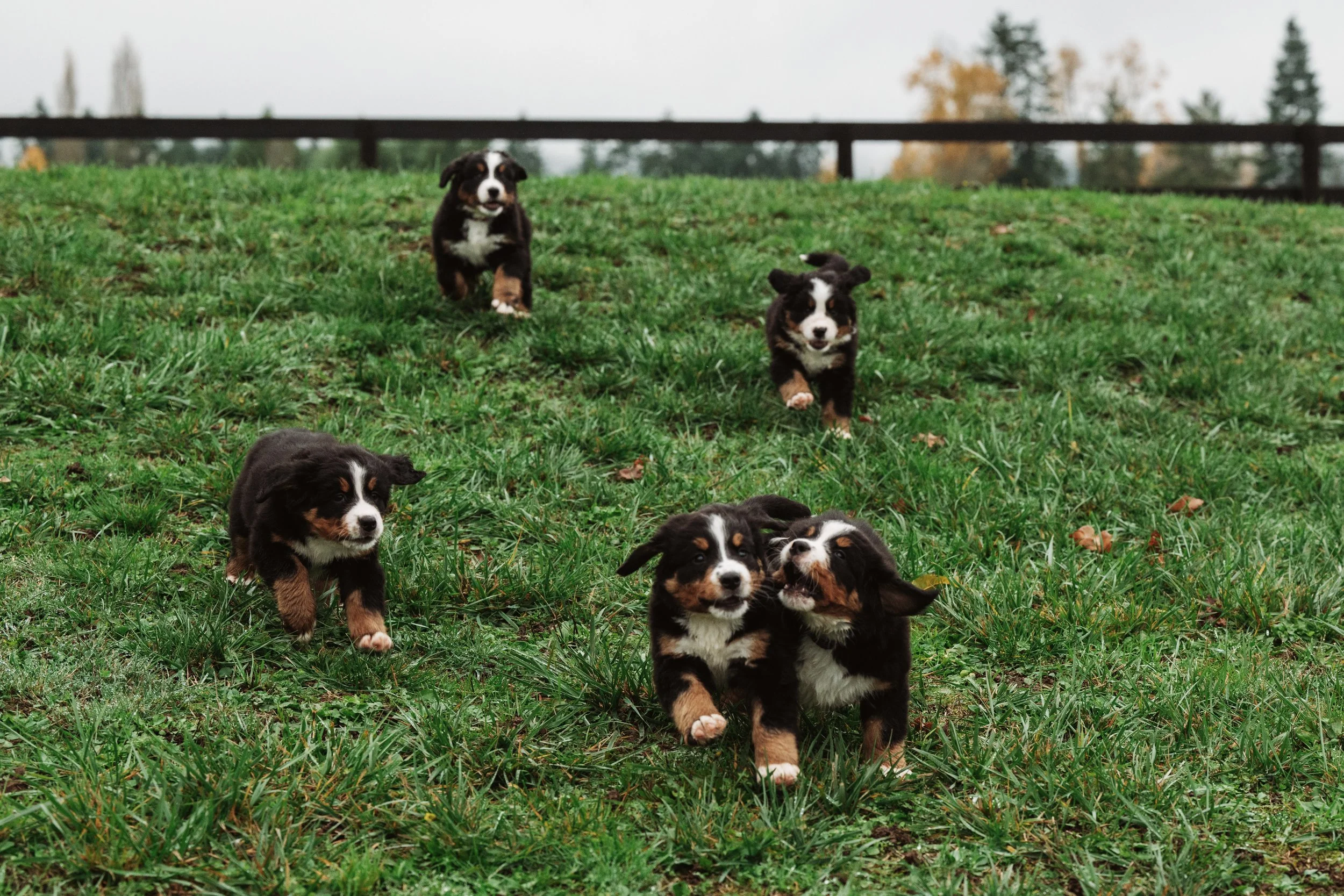 Bernese Pups 2025-74.jpg
