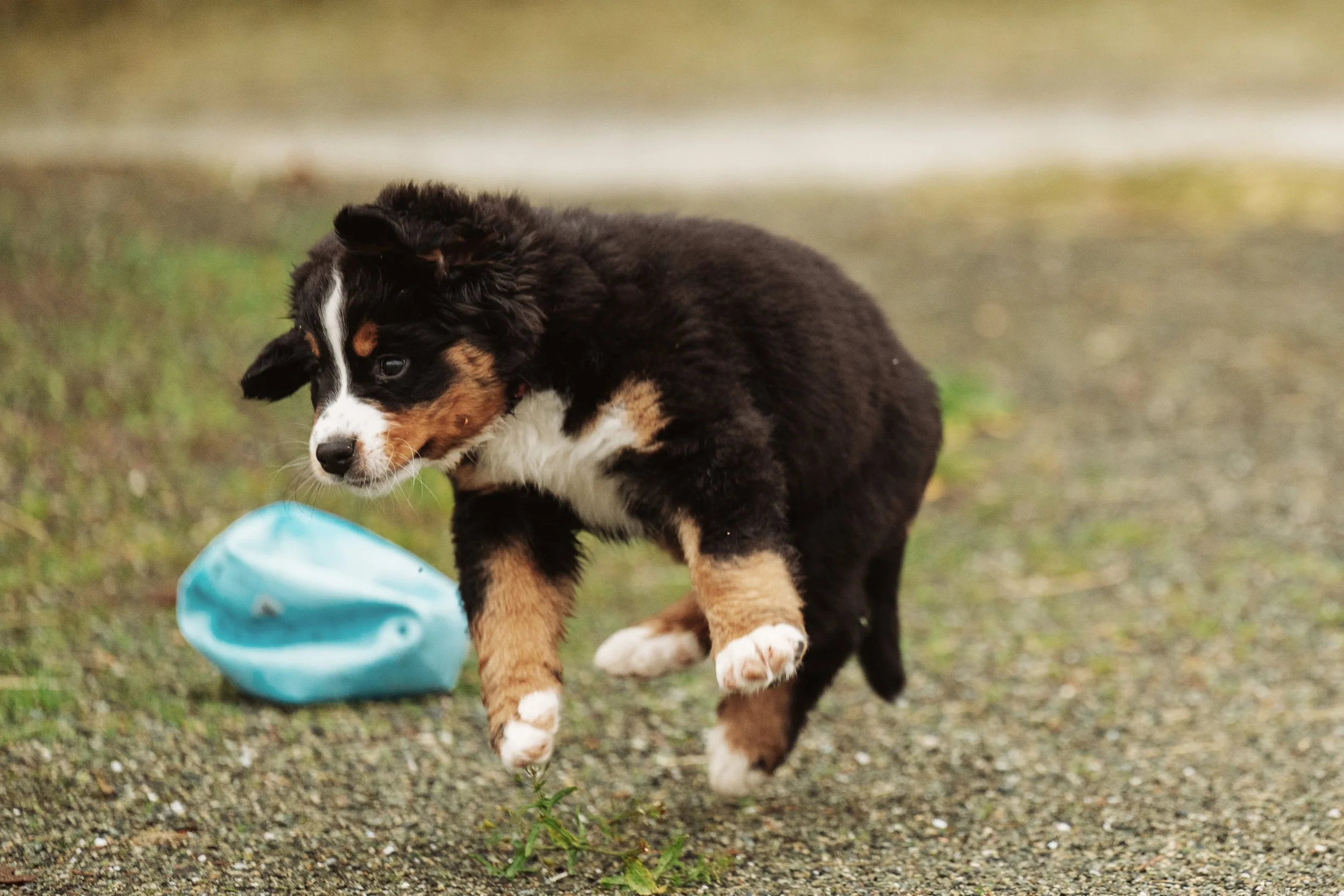 Bernese Pups 2025-97.jpg