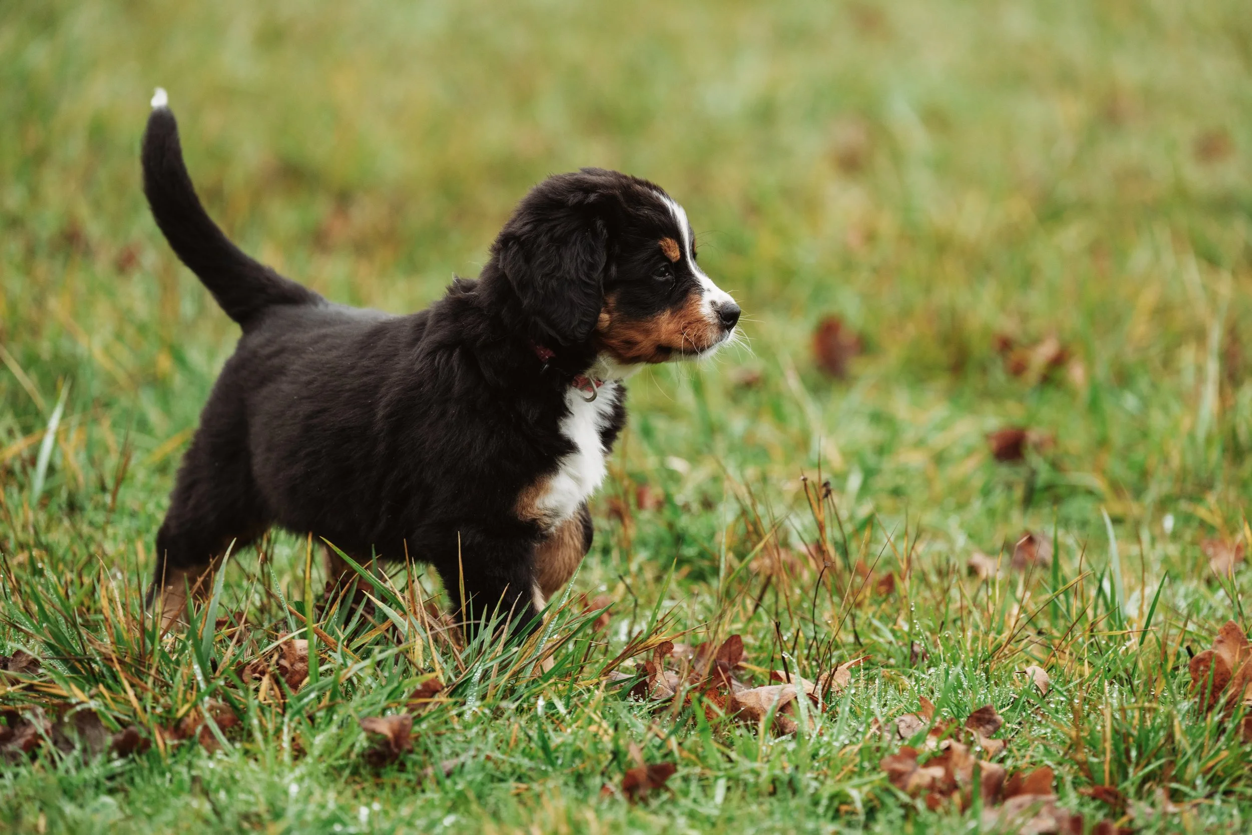 Bernese Pups 2025-24.jpg