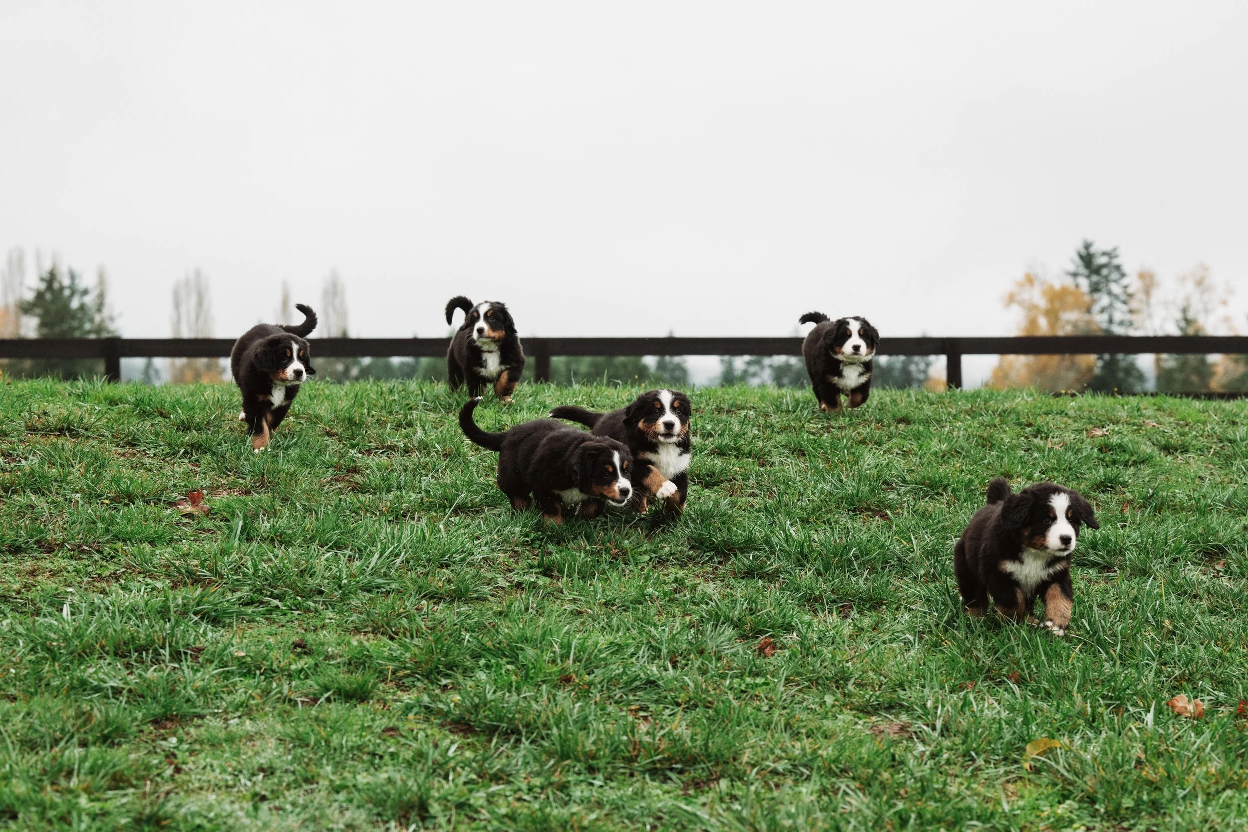 Bernese Pups 2025-71.jpg