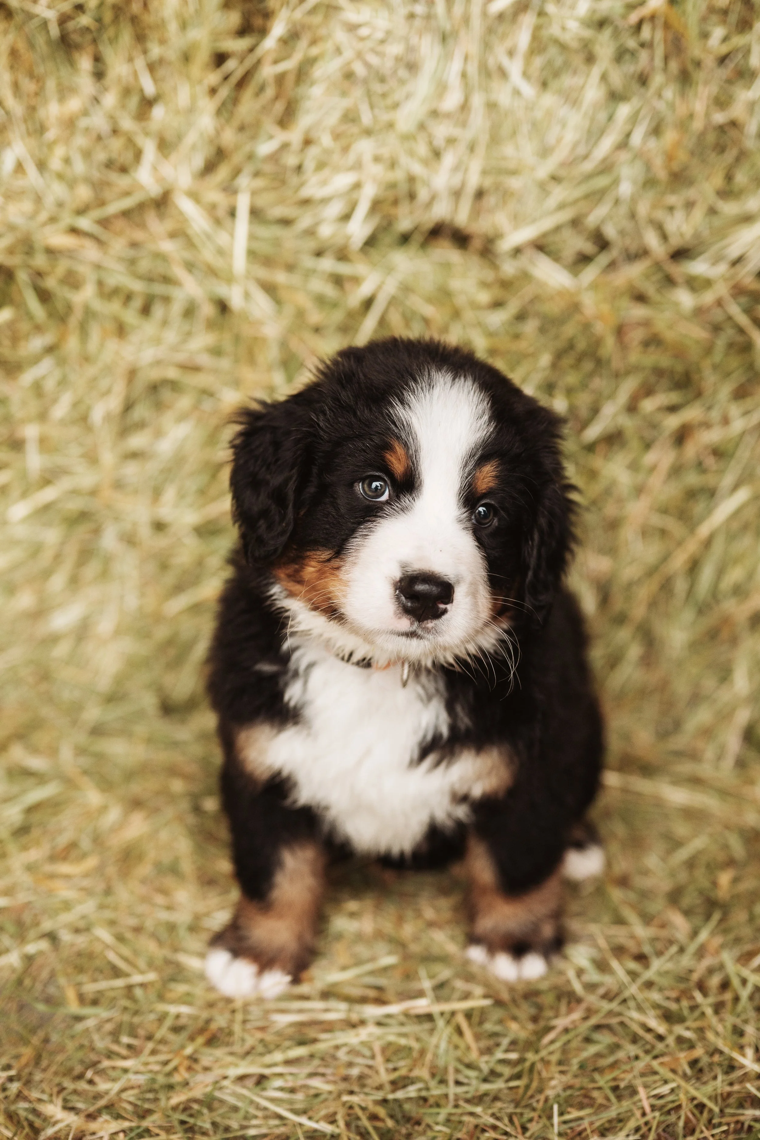 Bernese Pups 2025-78.jpg