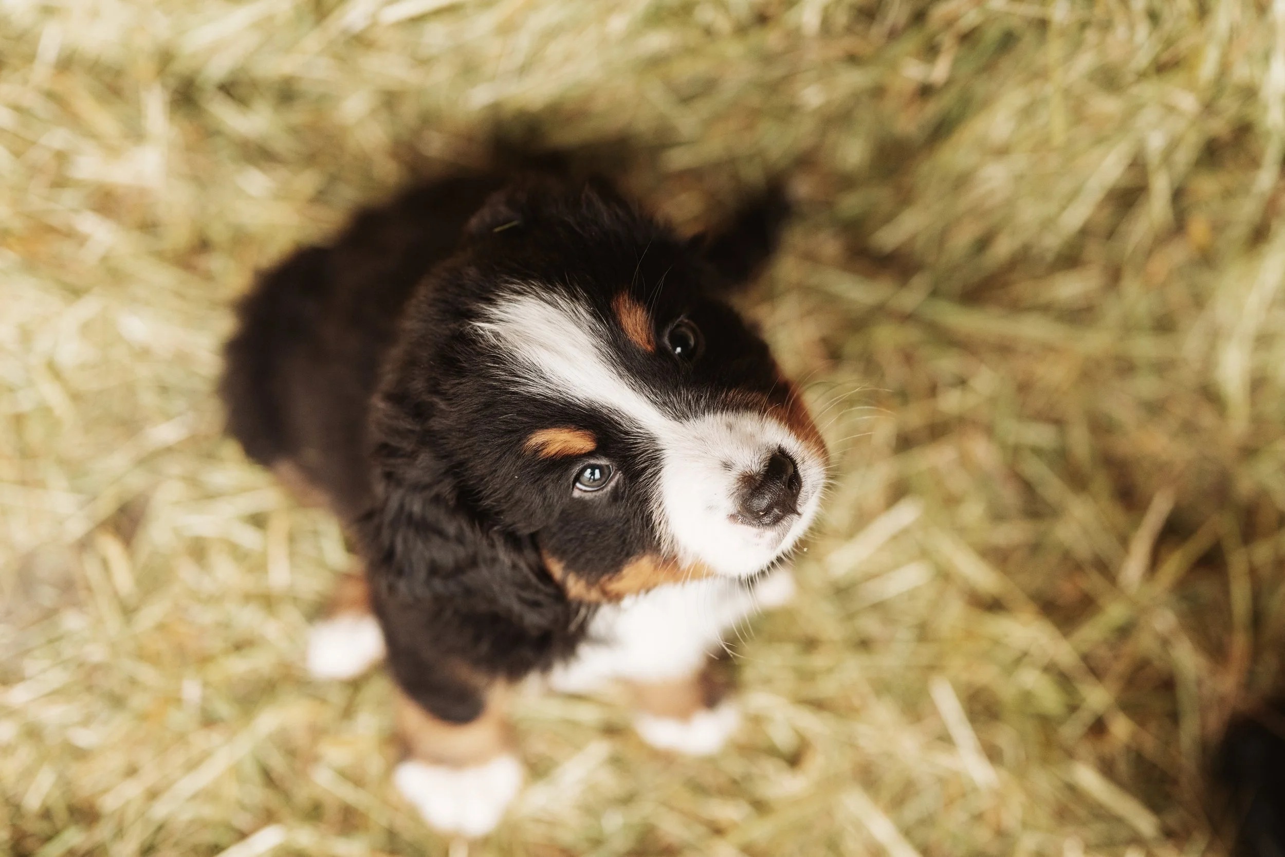 Bernese Pups 2025-92.jpg