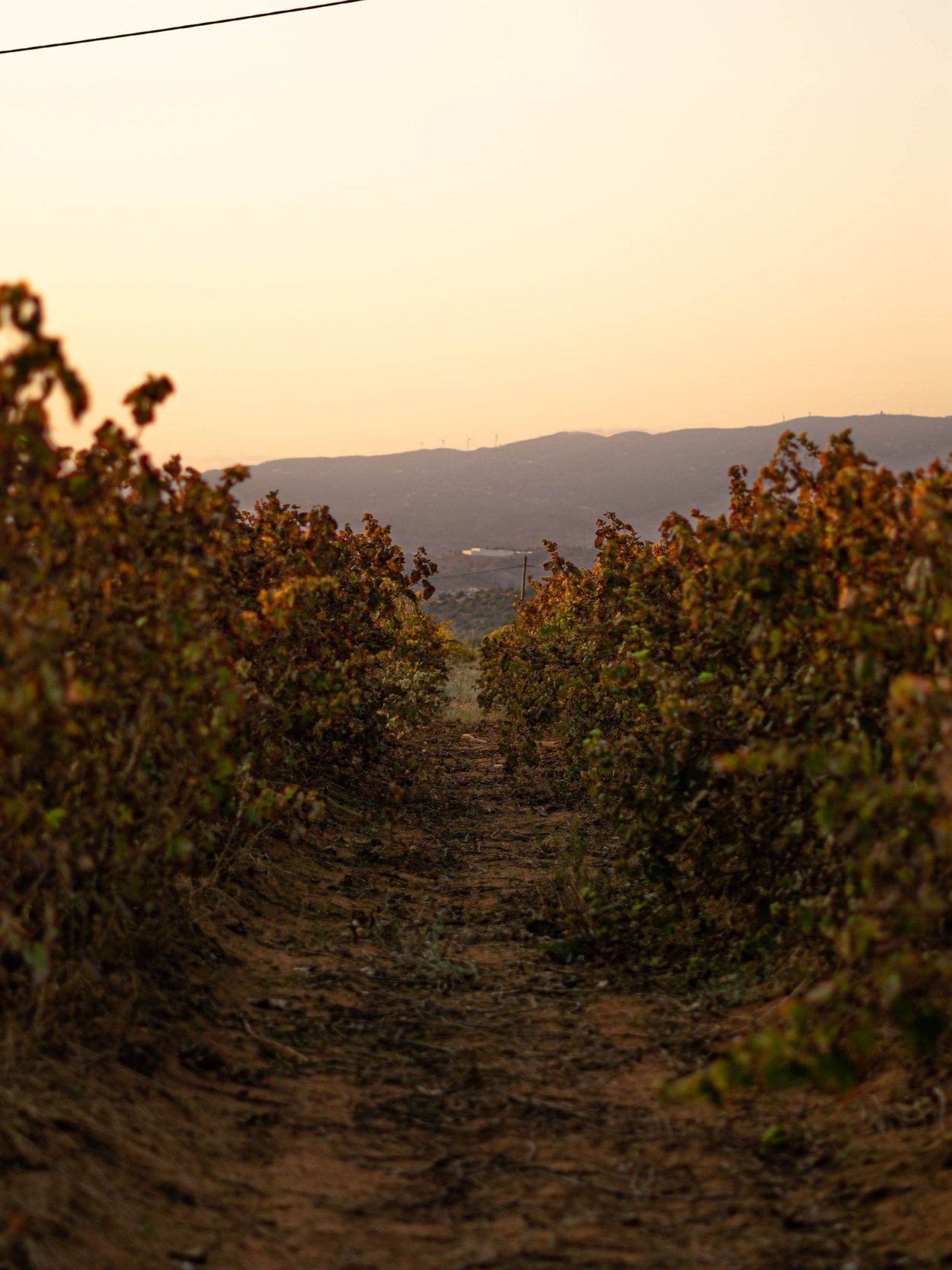 Design Vineyard Portugal