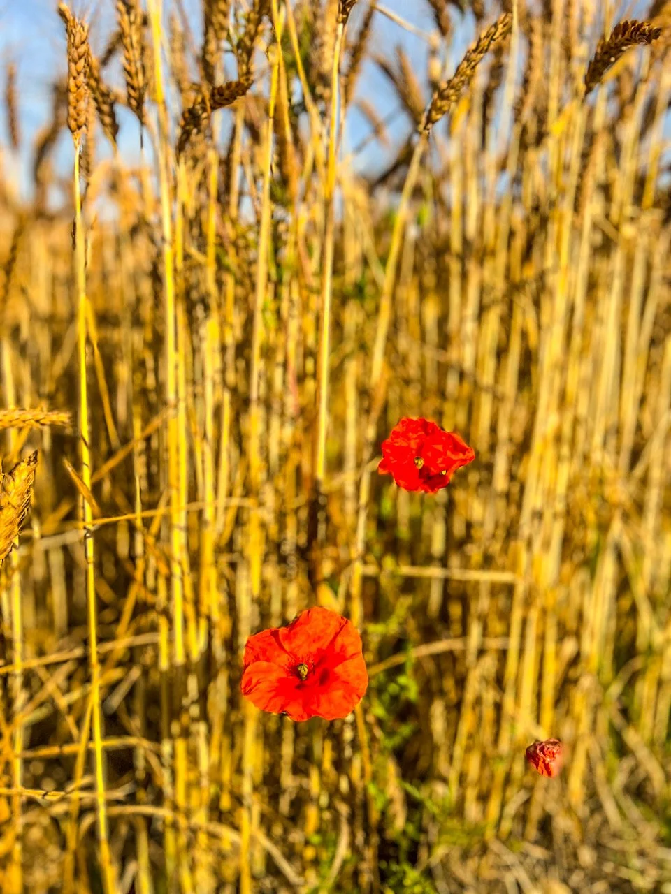 First running.      Now Yoga❤️.