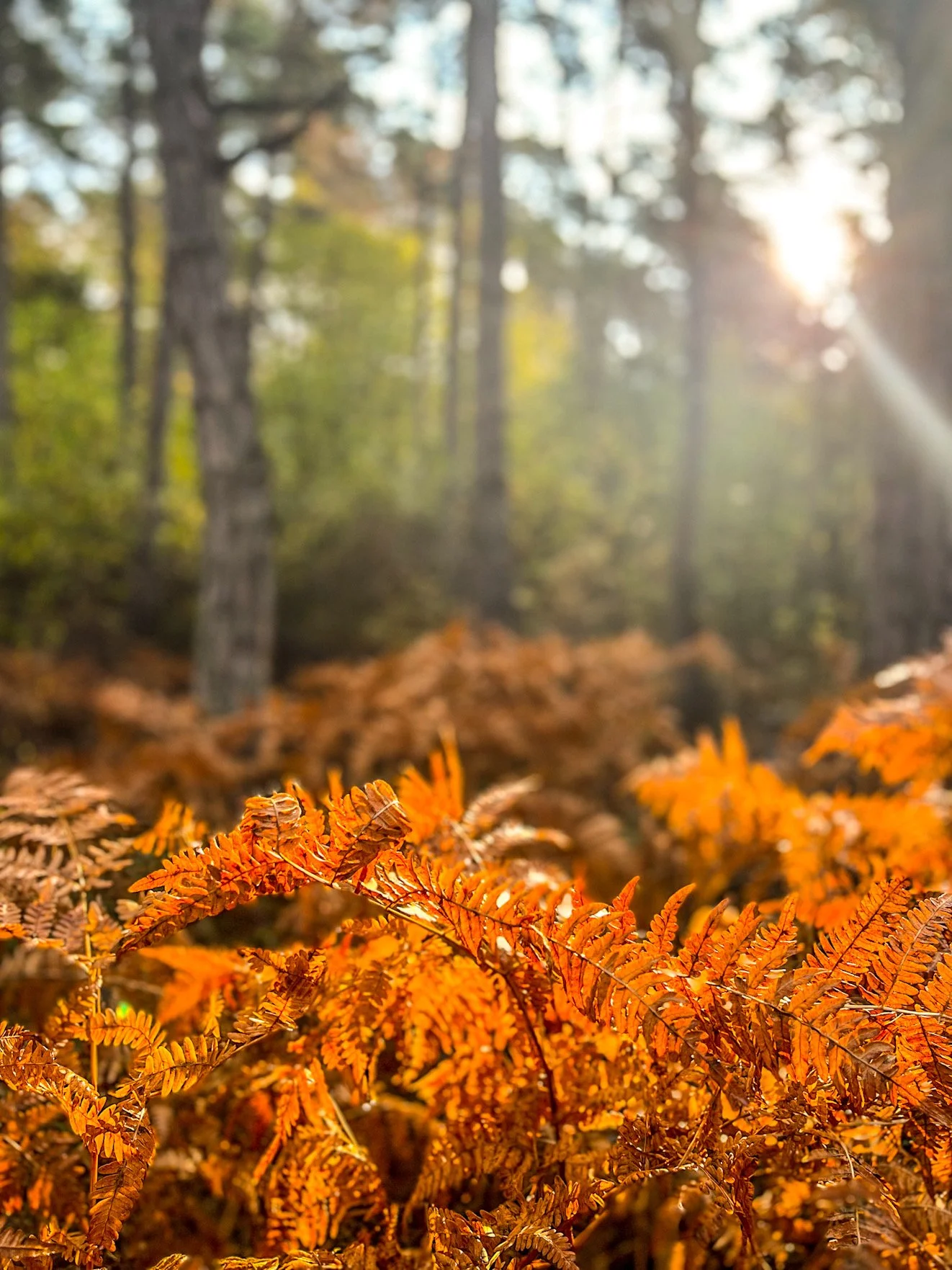 Trail running coast &amp; forest