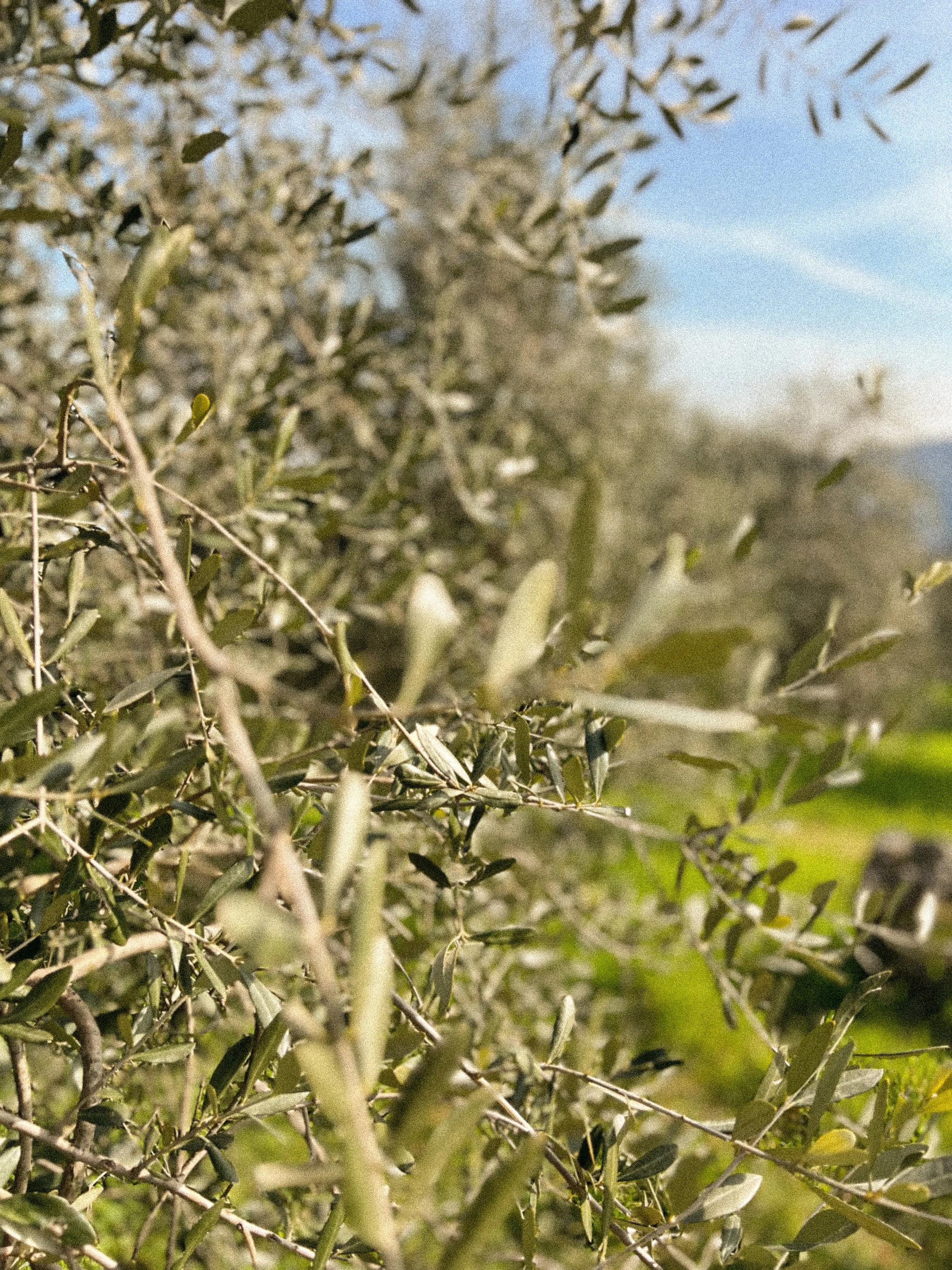 Ultrabericus trail running prep