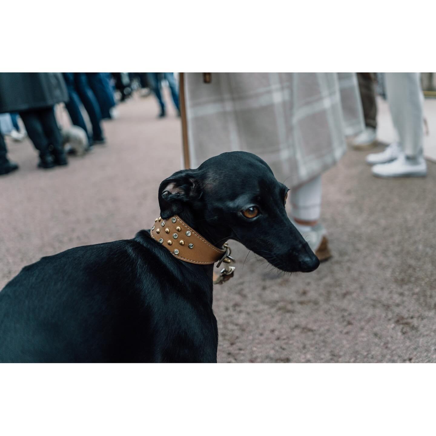 Following on from my previous post 
&ldquo;THE ANIMAL WALK&rdquo; this morning in #Nice 
So many dogs, too many to post 🤔

#villedenice
#I ❤️Nice
#dog

#lamarchedesanimaux