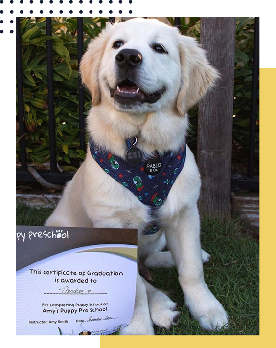 inquire-about-our-puppy-preschool-classes-amy-s-puppy-preschool