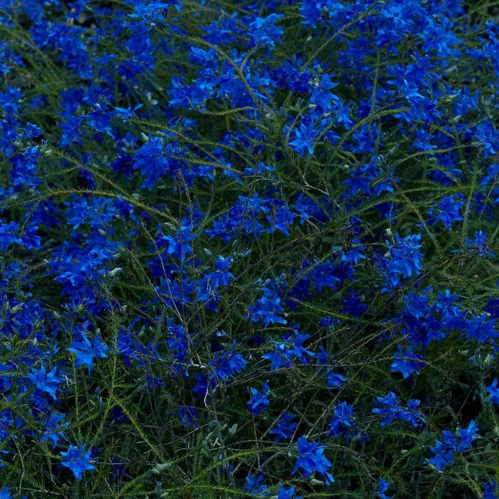 jefre cantu ledesma gift songs