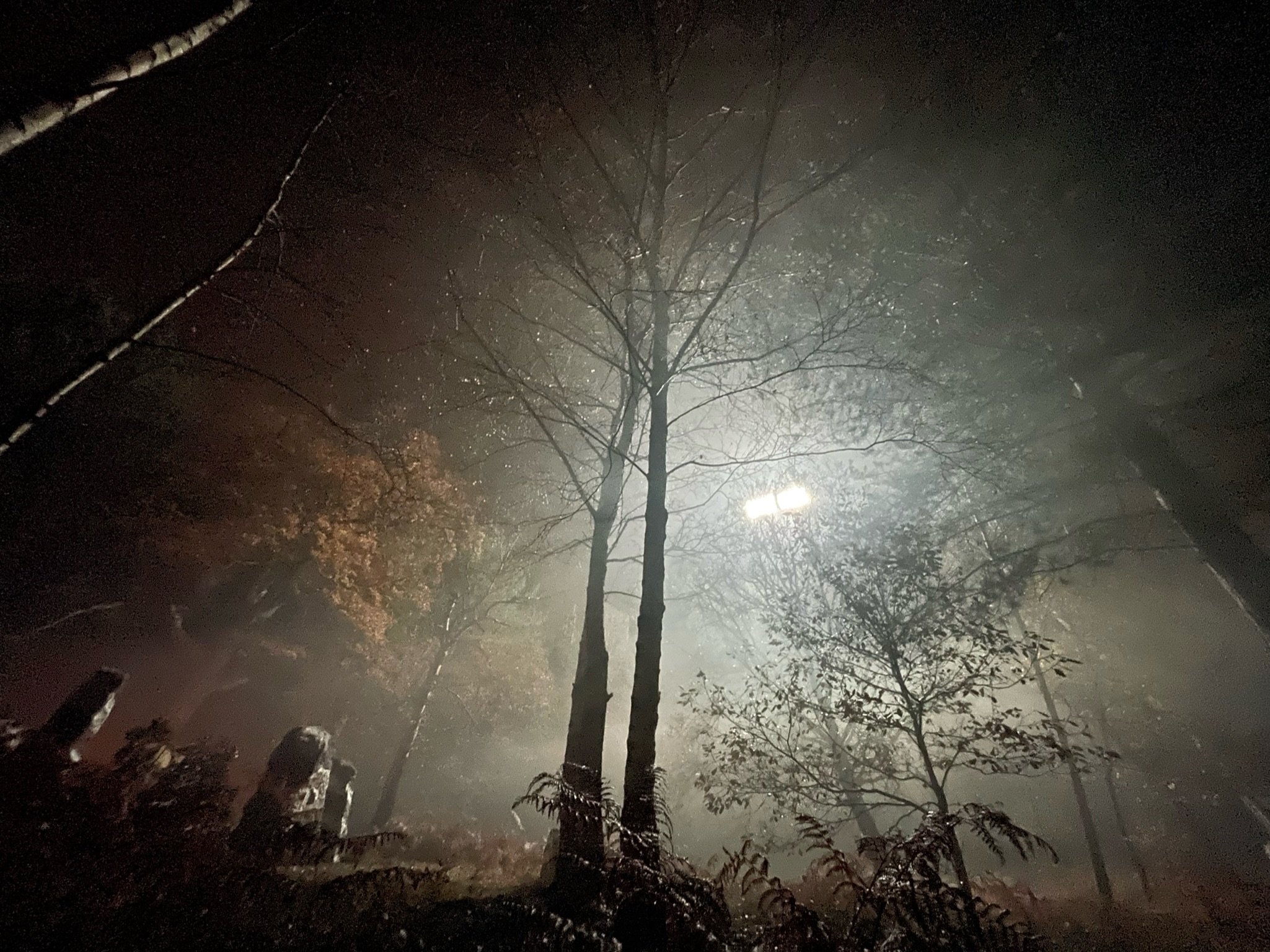 brit wood night wide25.jpeg
