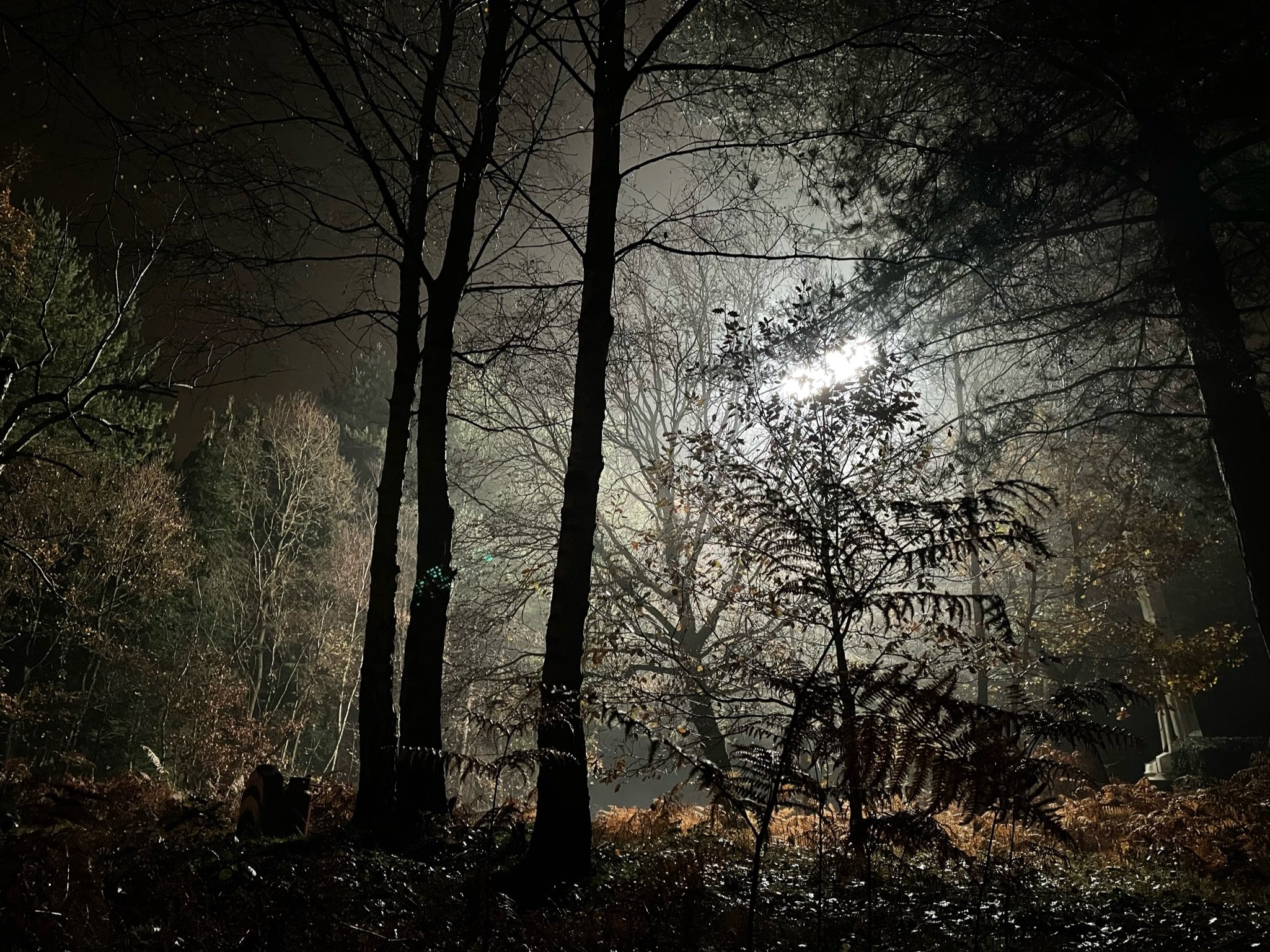 brit wood night wide29.jpeg