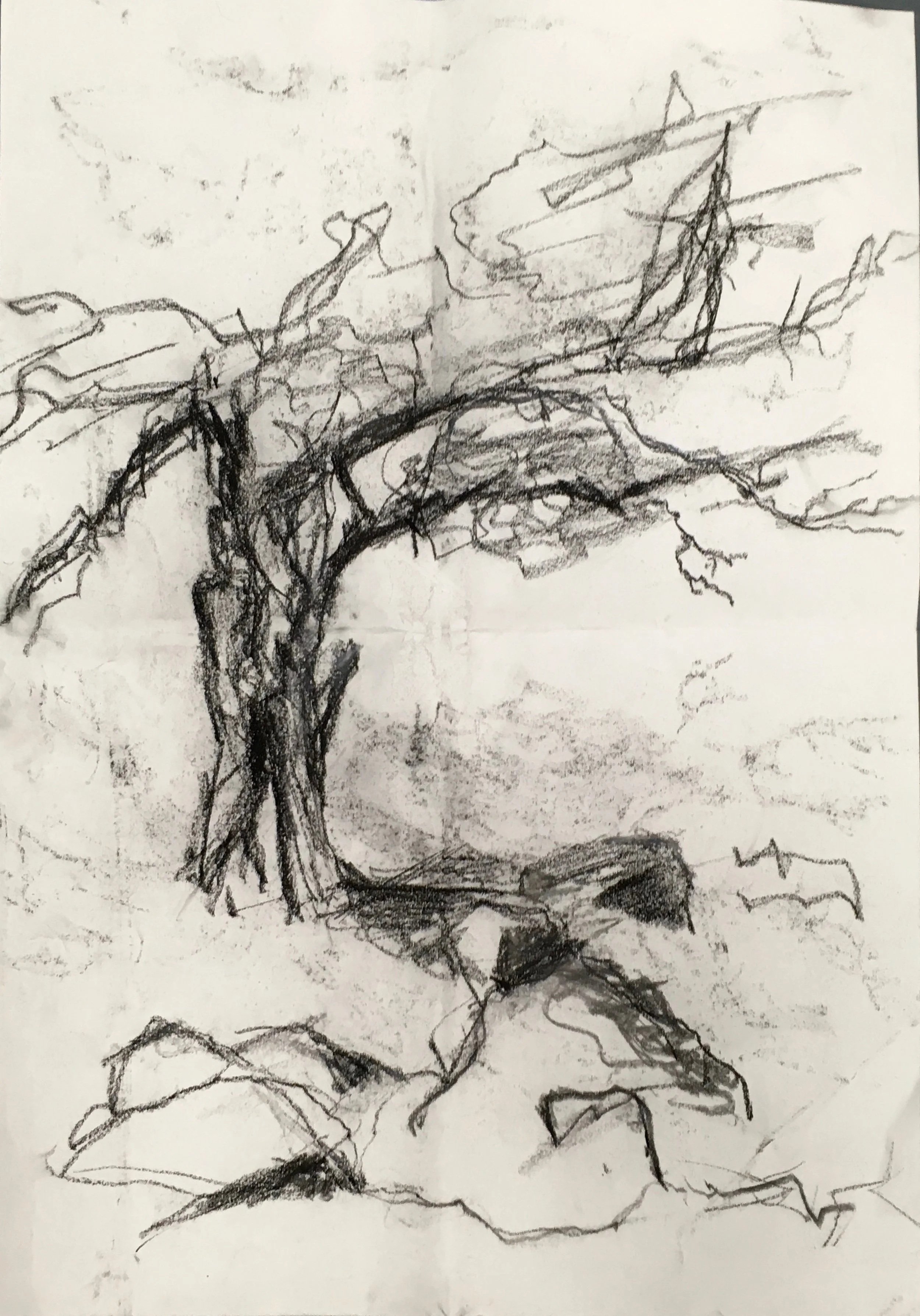 Continuous line drawing, Hawthorn