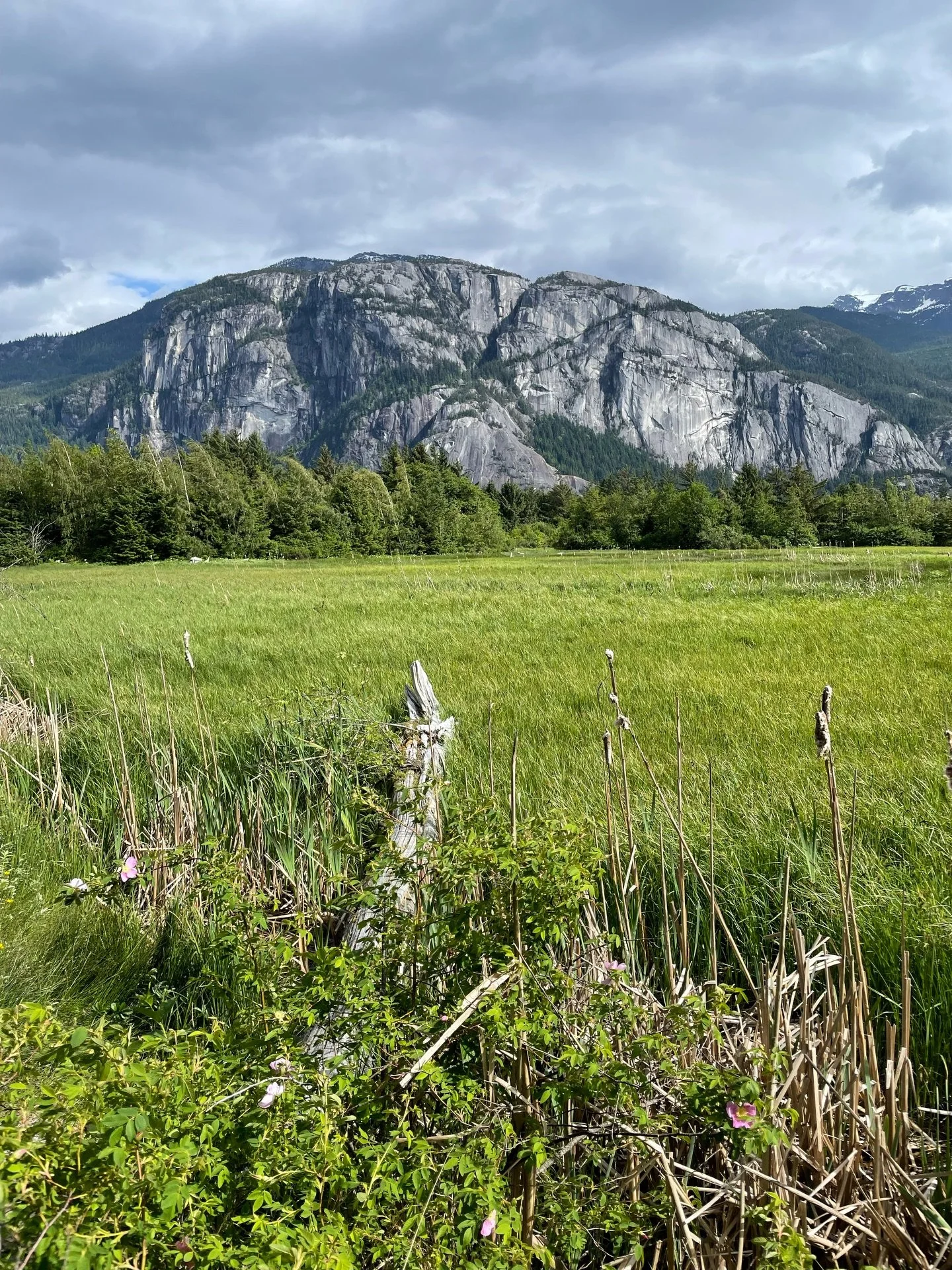 One month until the @anemaraband BC tour kicks off! Our first show will be July 1 at 1pm at Pavilion Park in Squamish 🌿🏔️