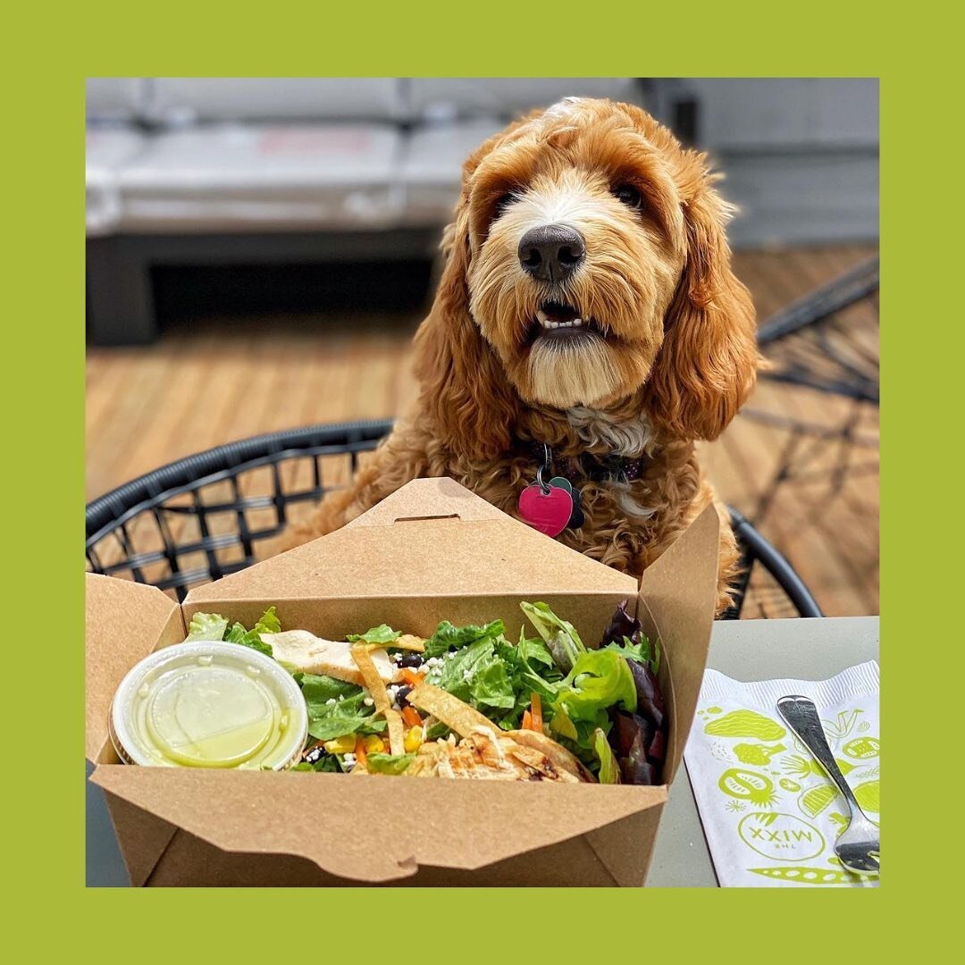 We love seeing your pups 🐶 Thank you for the sweet shot, @eatlocalkc!