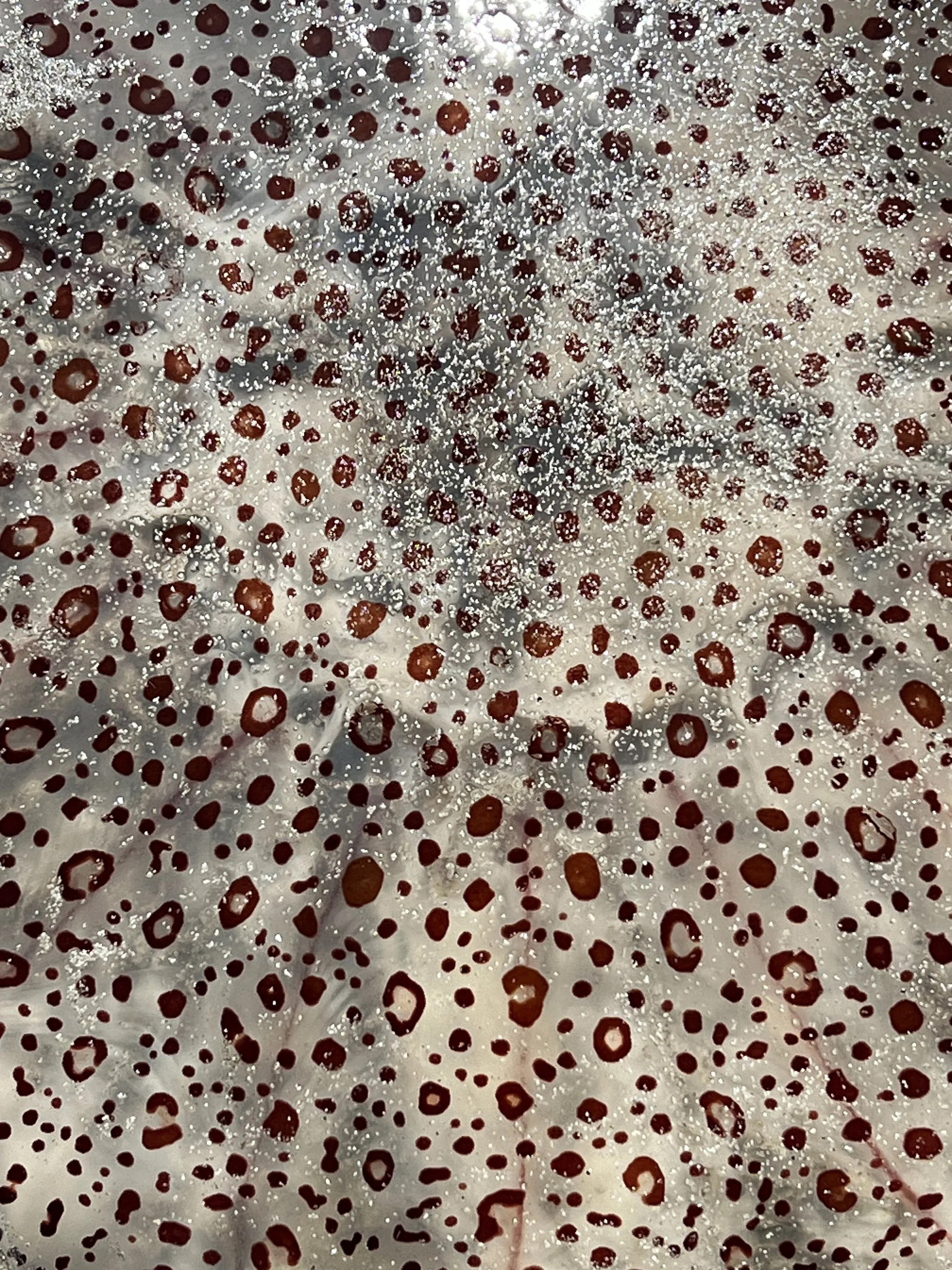 Ohope Dreaming 4.jpeg