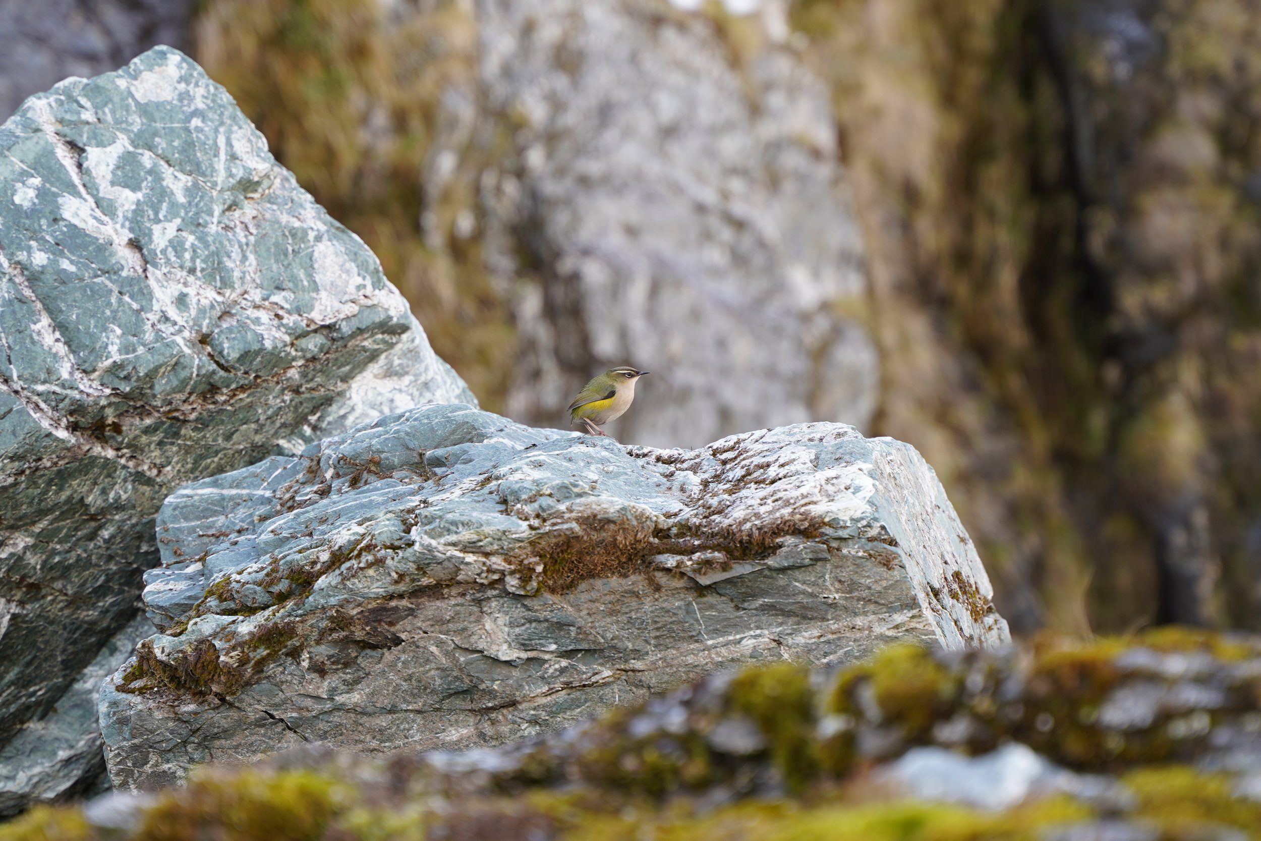 Rock wren magic in the Valley of the trolls.JPG