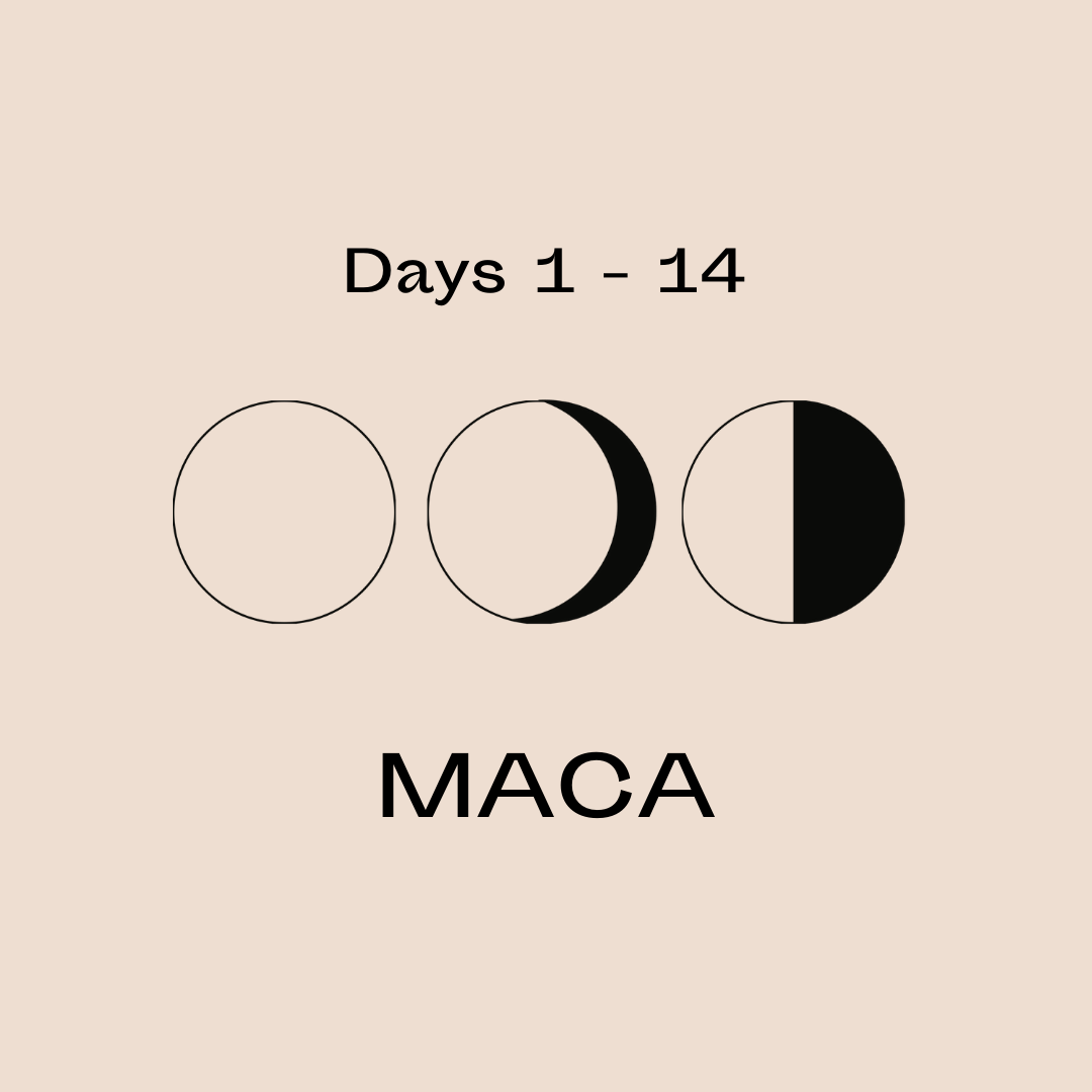 Learn how maca can support the first half of the cycle