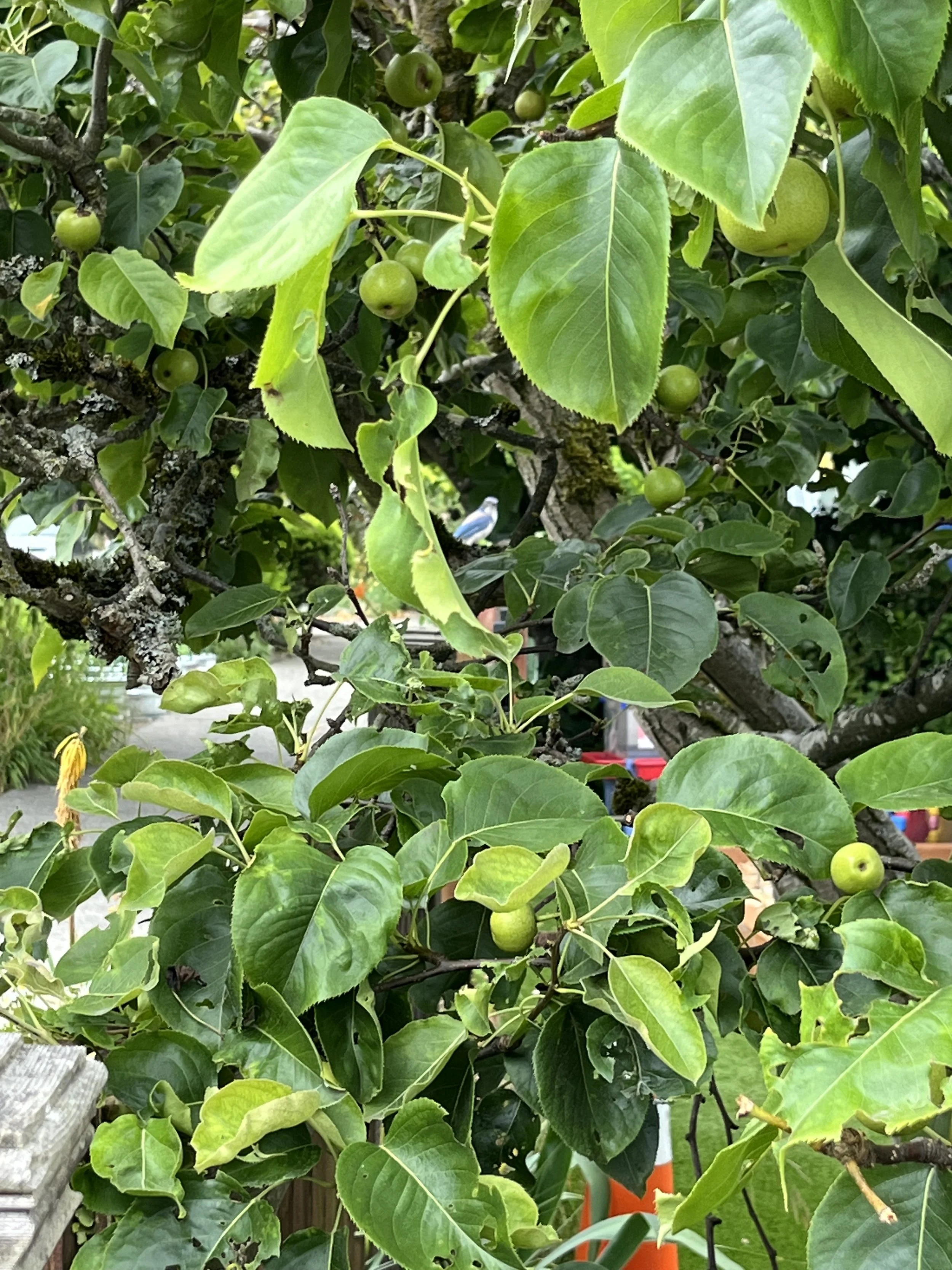 IMG_4994.jpeg