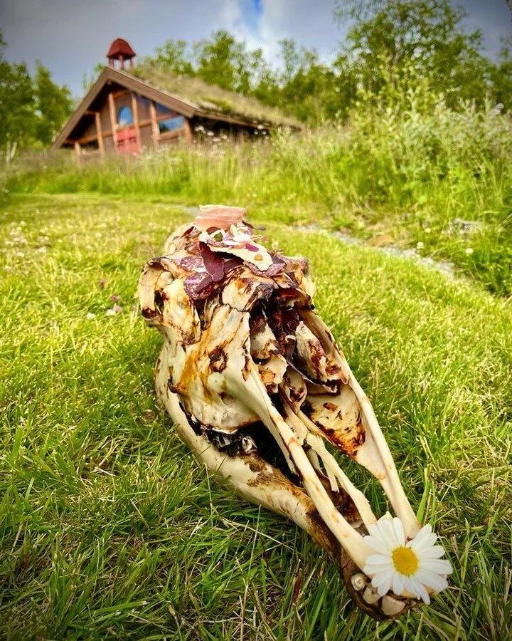 Forberedelsene til Fauskivalen er i full gang. Pr&oslash;ver p&aring; sm&aring; kalvep&oslash;lser med kantareller, spr&oslash; sjalottl&oslash;k, pepperrotr&oslash;mme og rogneb&aelig;rgele.

Fauskivalen 12-14 augusti

 #harahorn #gr&oslash;ndalen #
