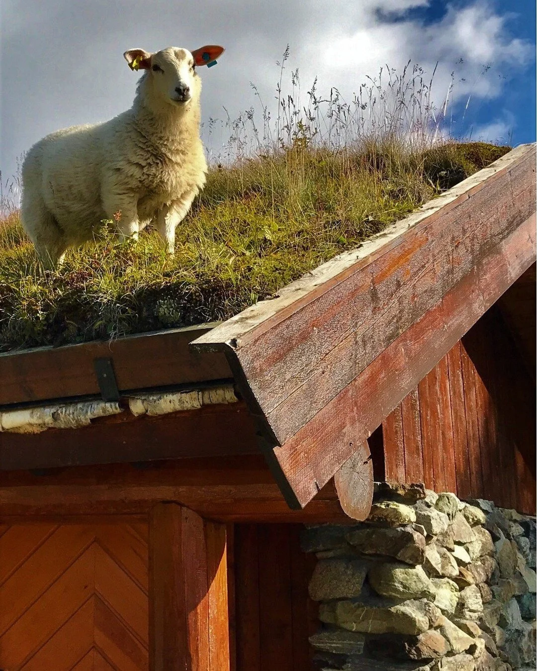 V&aring;r nye sensommermeny er popul&aelig;r, og helgen 12. og 14. august er vi fullbooket til b&aring;de lunsj og middag. Vil du pr&oslash;ve en av sensommerens herligste smaksopplevelser kan du booke bord her: Harahorn.no

 #harahorn #Gr&oslash;nda