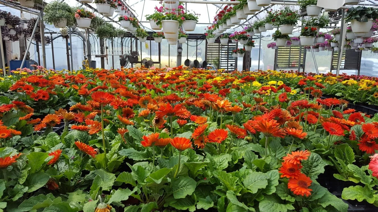 Brenckle S Organic Farm Greenhouse