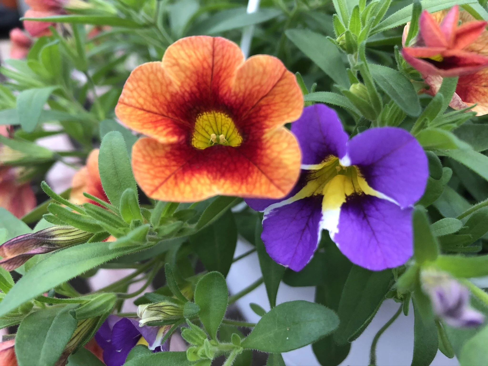 Contact Us — Brenckle's Organic Farm & Greenhouse