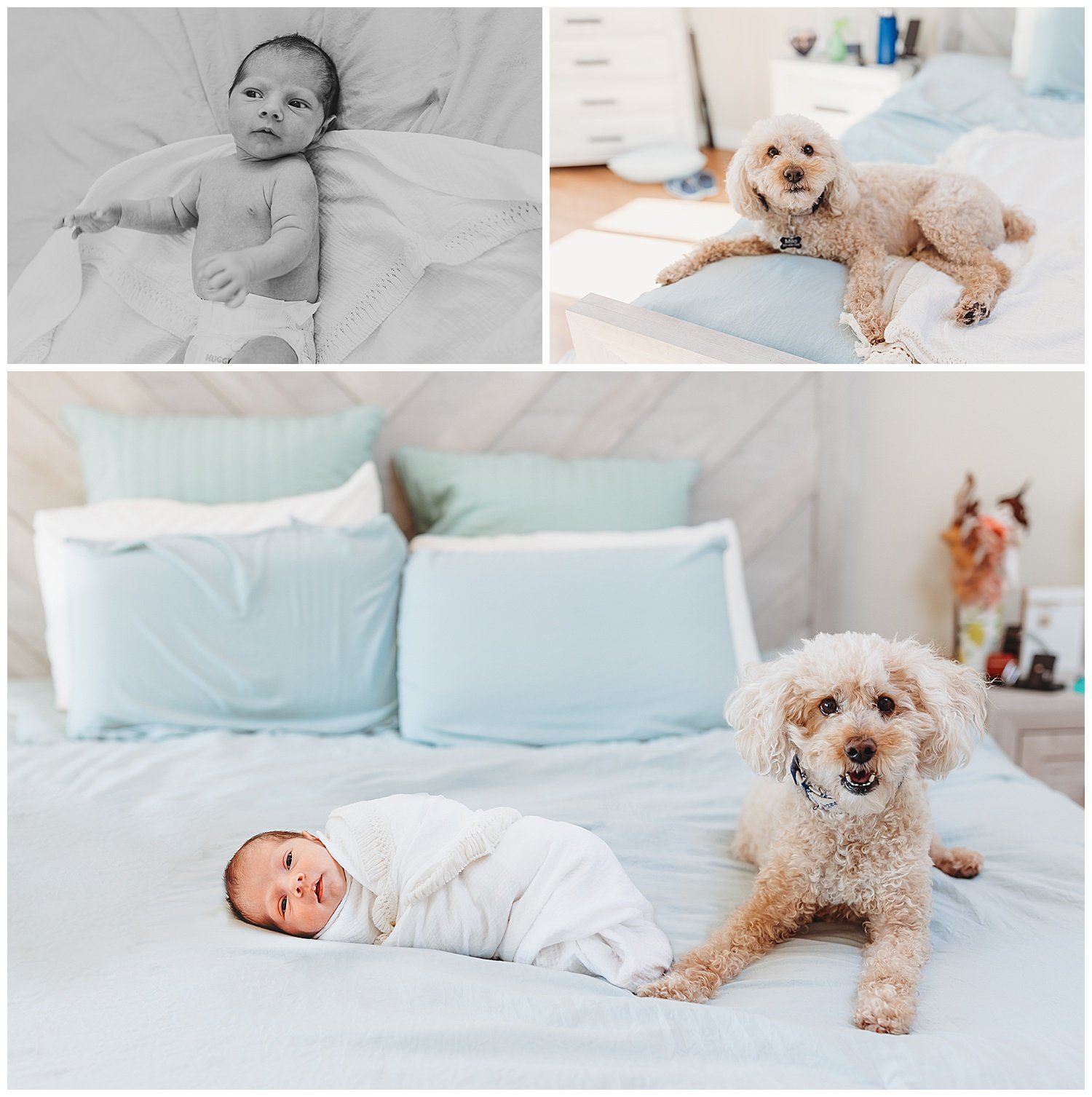 dog laying on a bed with newborn baby who is swaddled