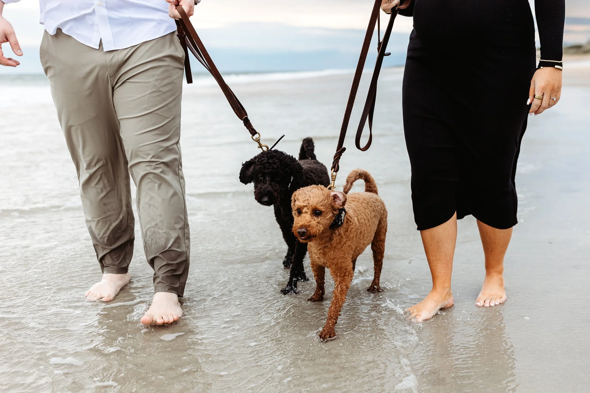 close up of dogs walking on a leash at the beach in ocean water