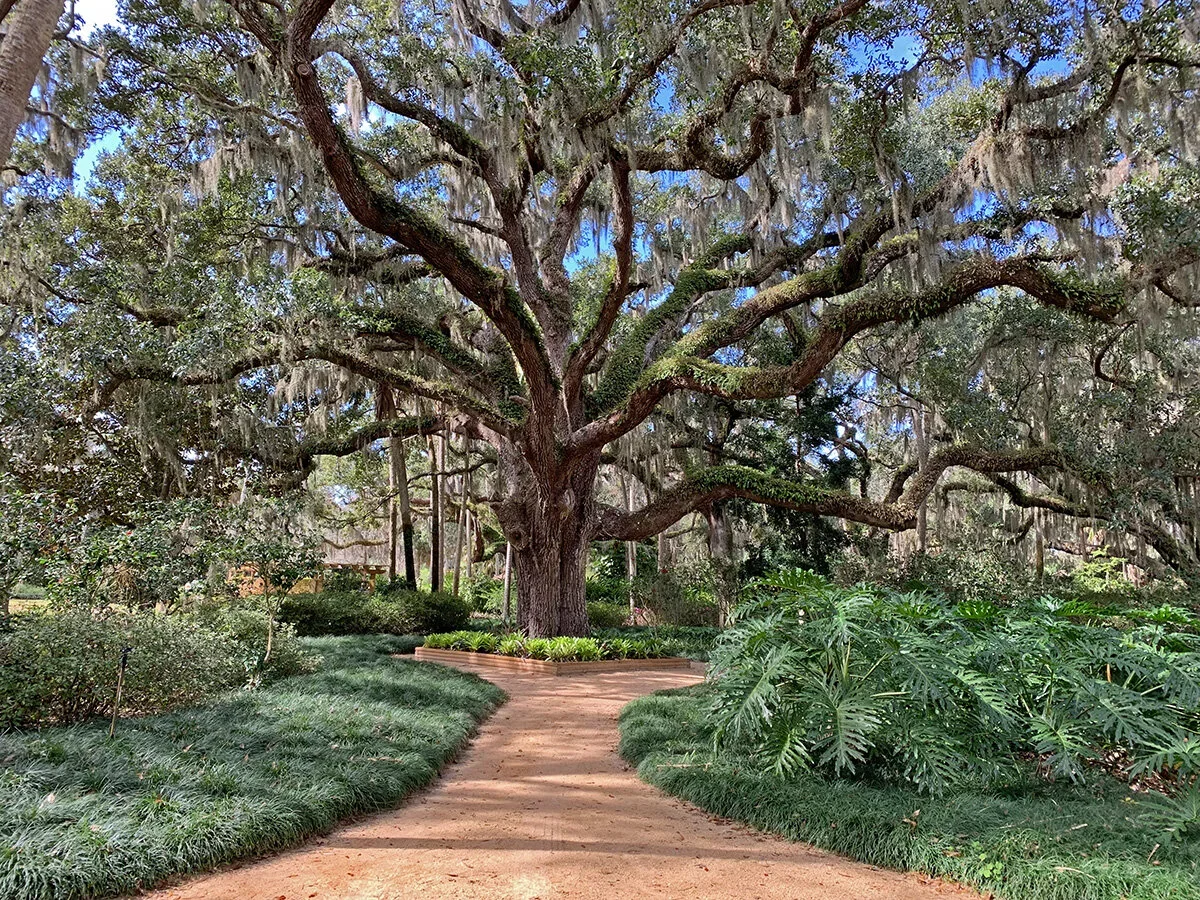 canopy moss tree at the garden