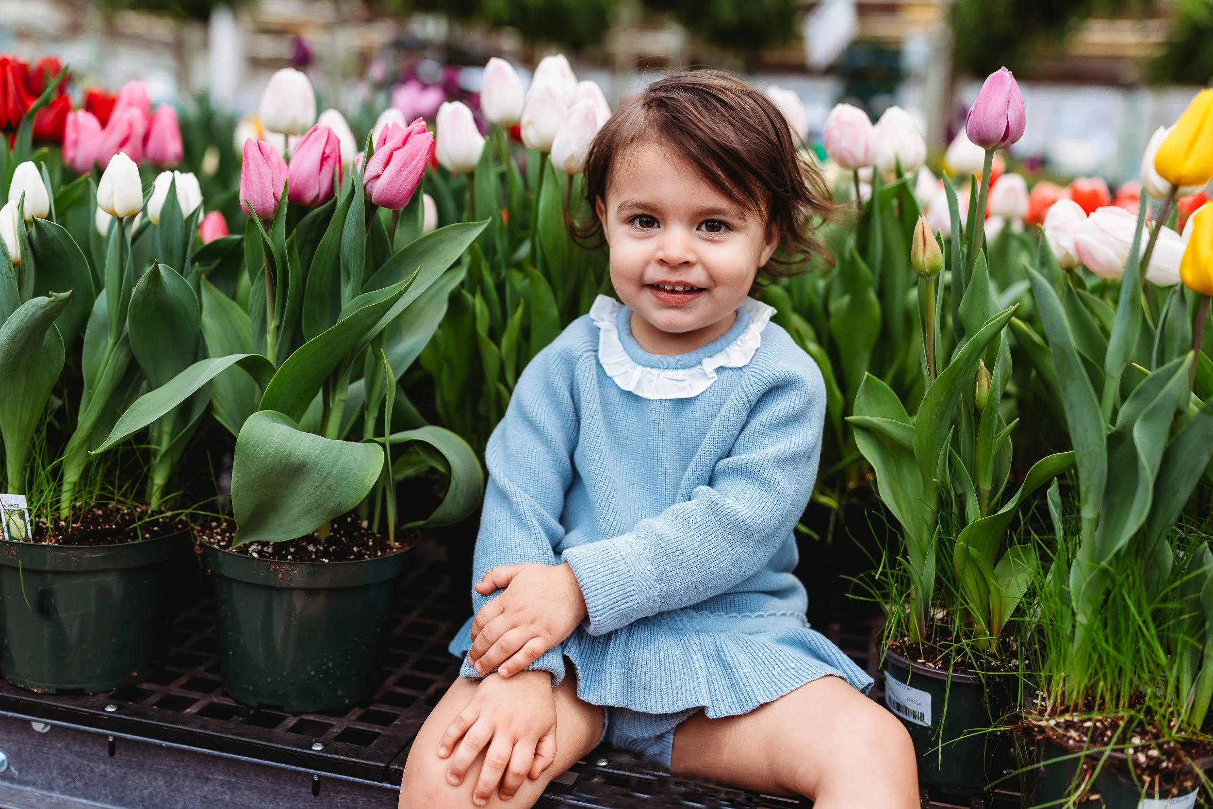 toddler in a green house in front of tulips for birthday photos