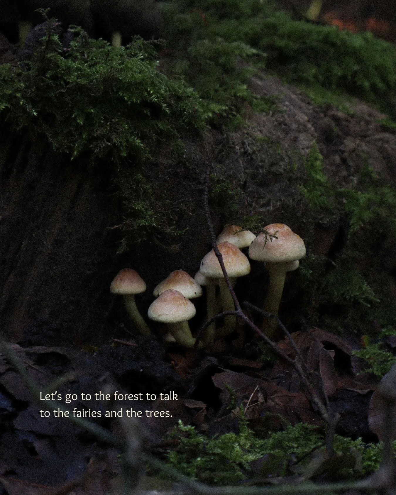 Autumn&rsquo;s Lesson in Letting Go 🍂

Hello lovely beings 🍄
 We are getting deeper into Autumn, the season of release, transformation, and trust in the natural cycles of life.

In the forest, mushrooms appear, quietly doing their sacred work.
They