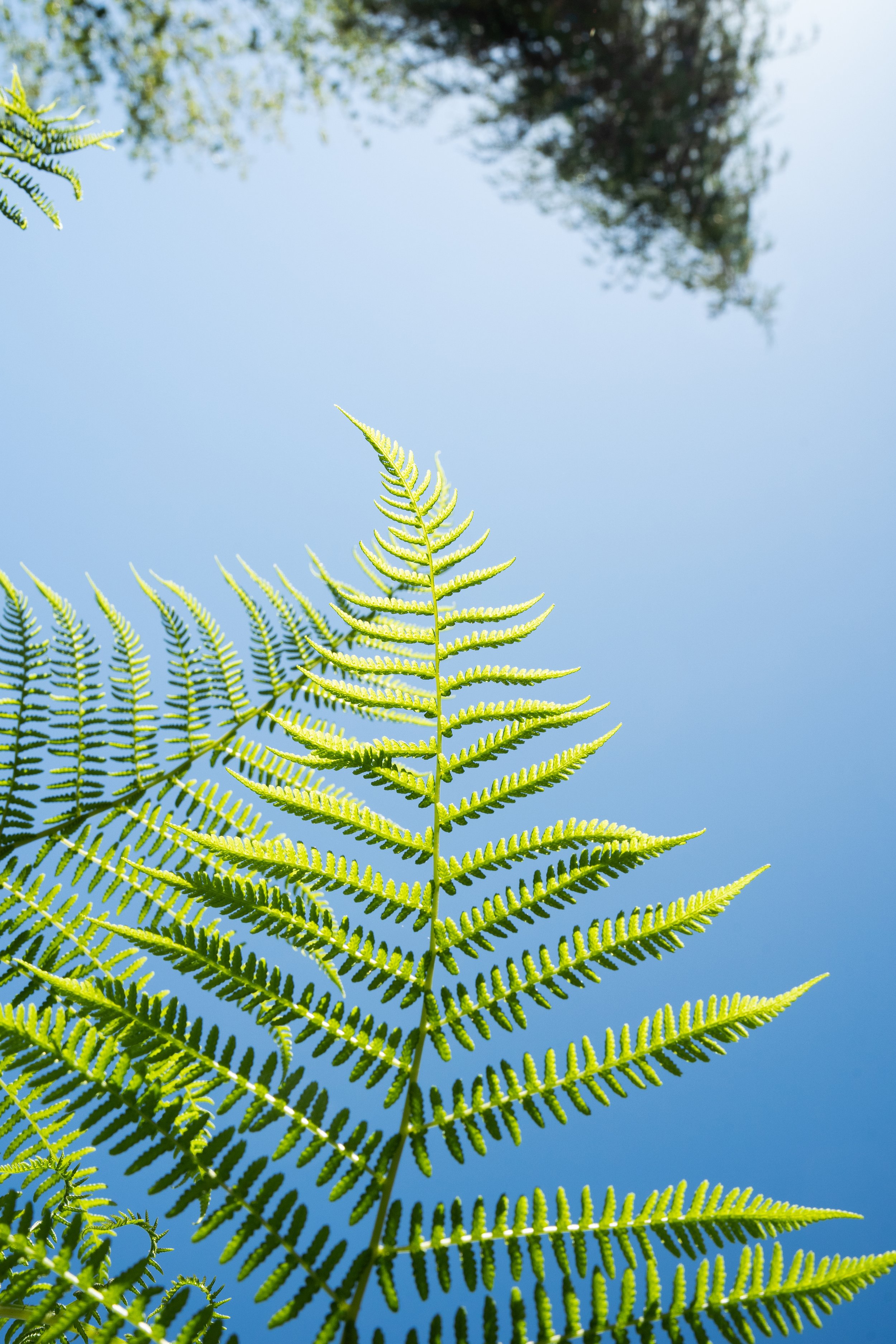 Fern 2 - resized.jpg