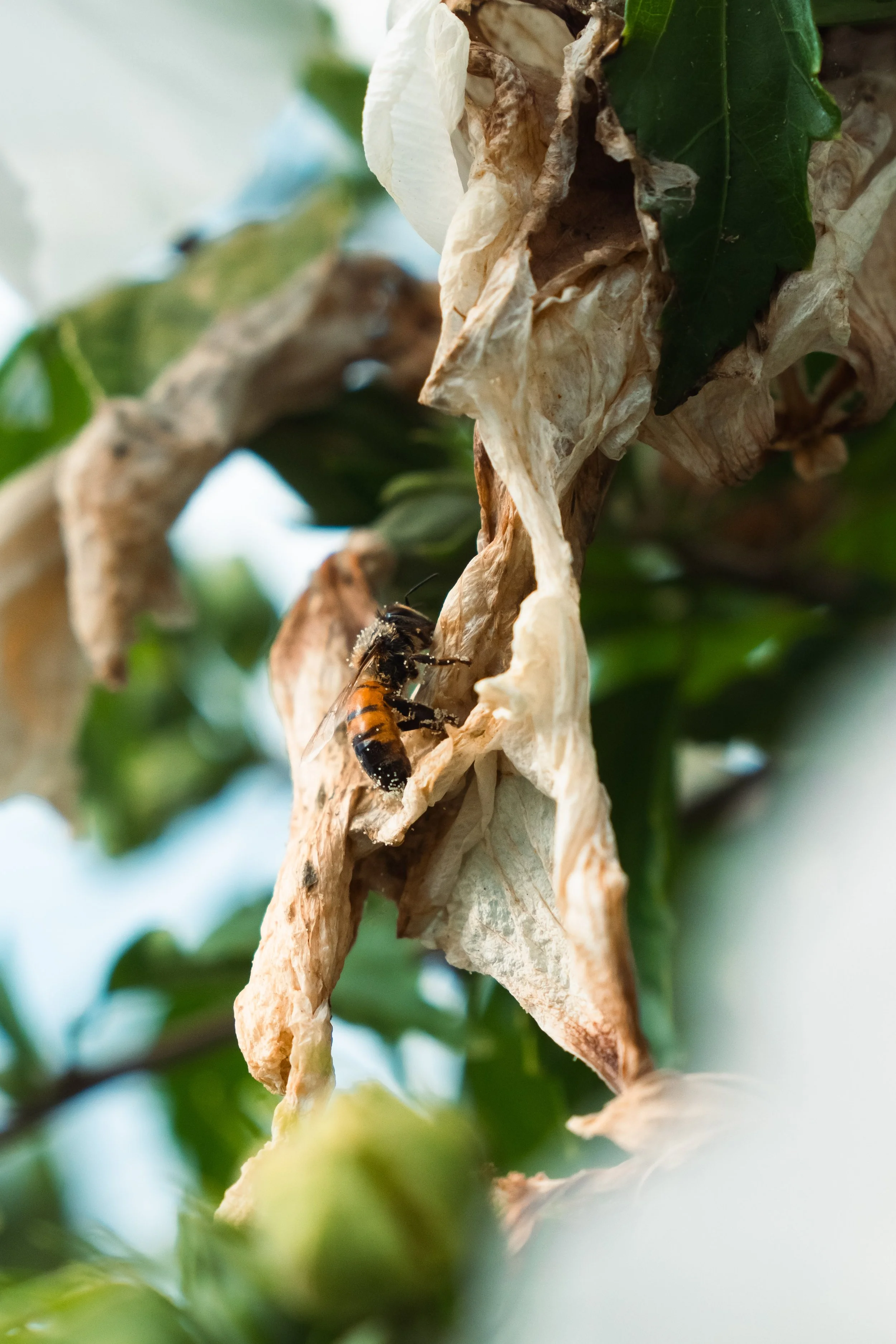 Resting Bee-3.jpg