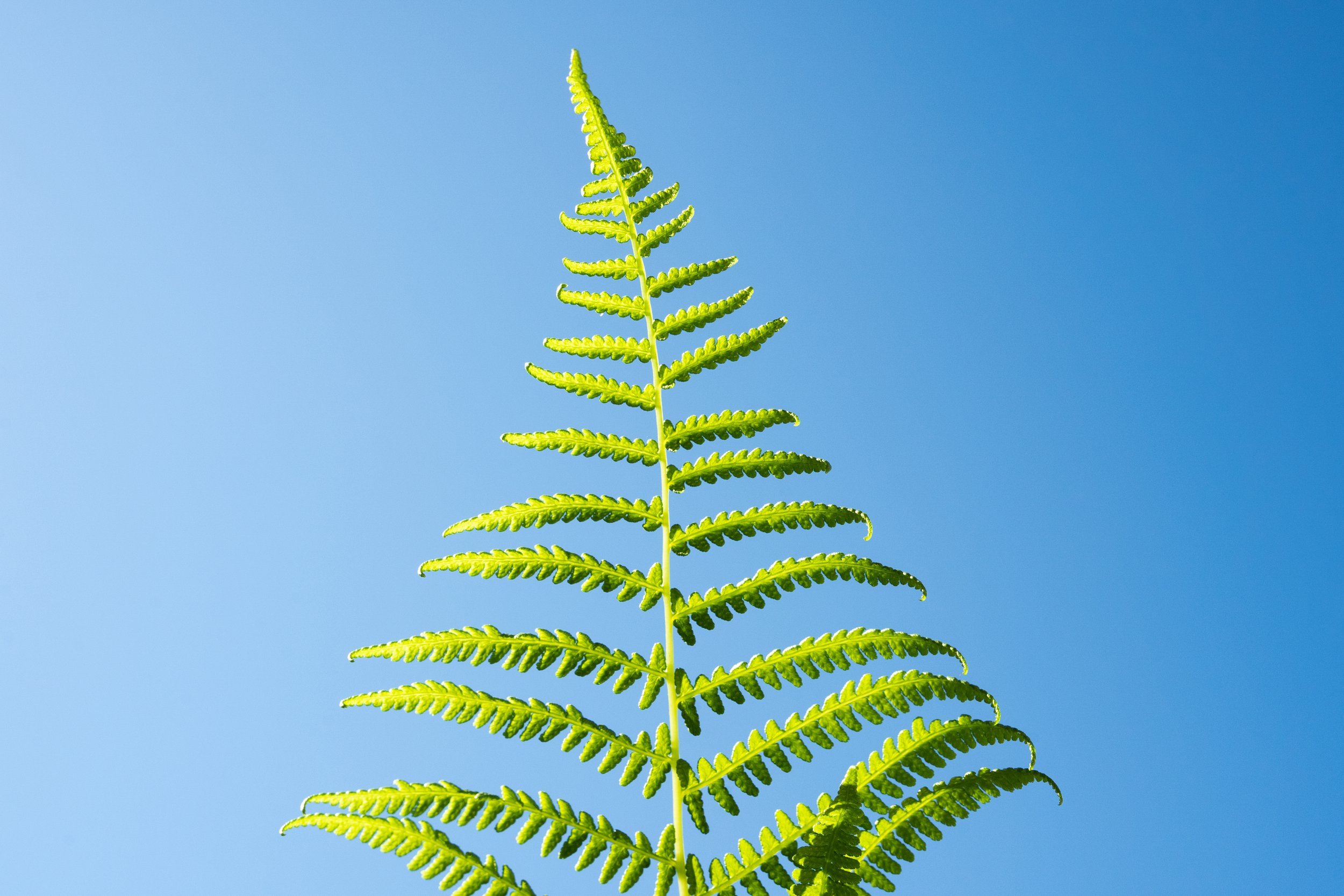 Against Blue