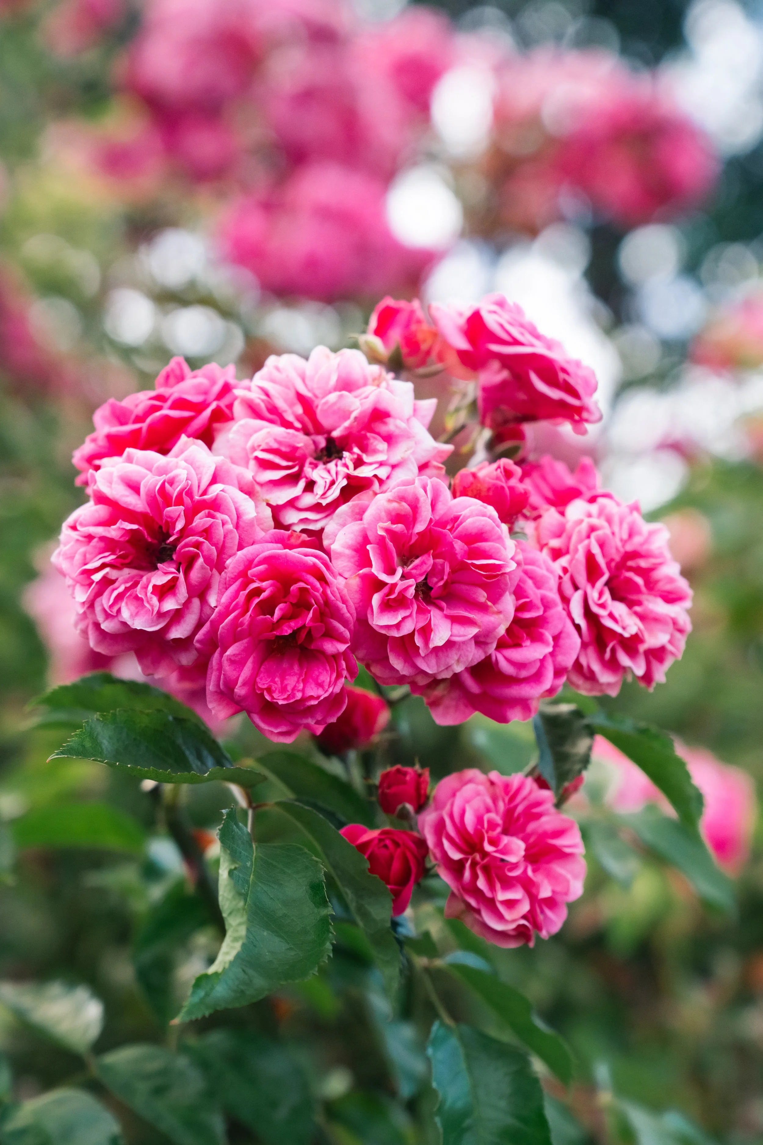 pink bunches copy.jpg