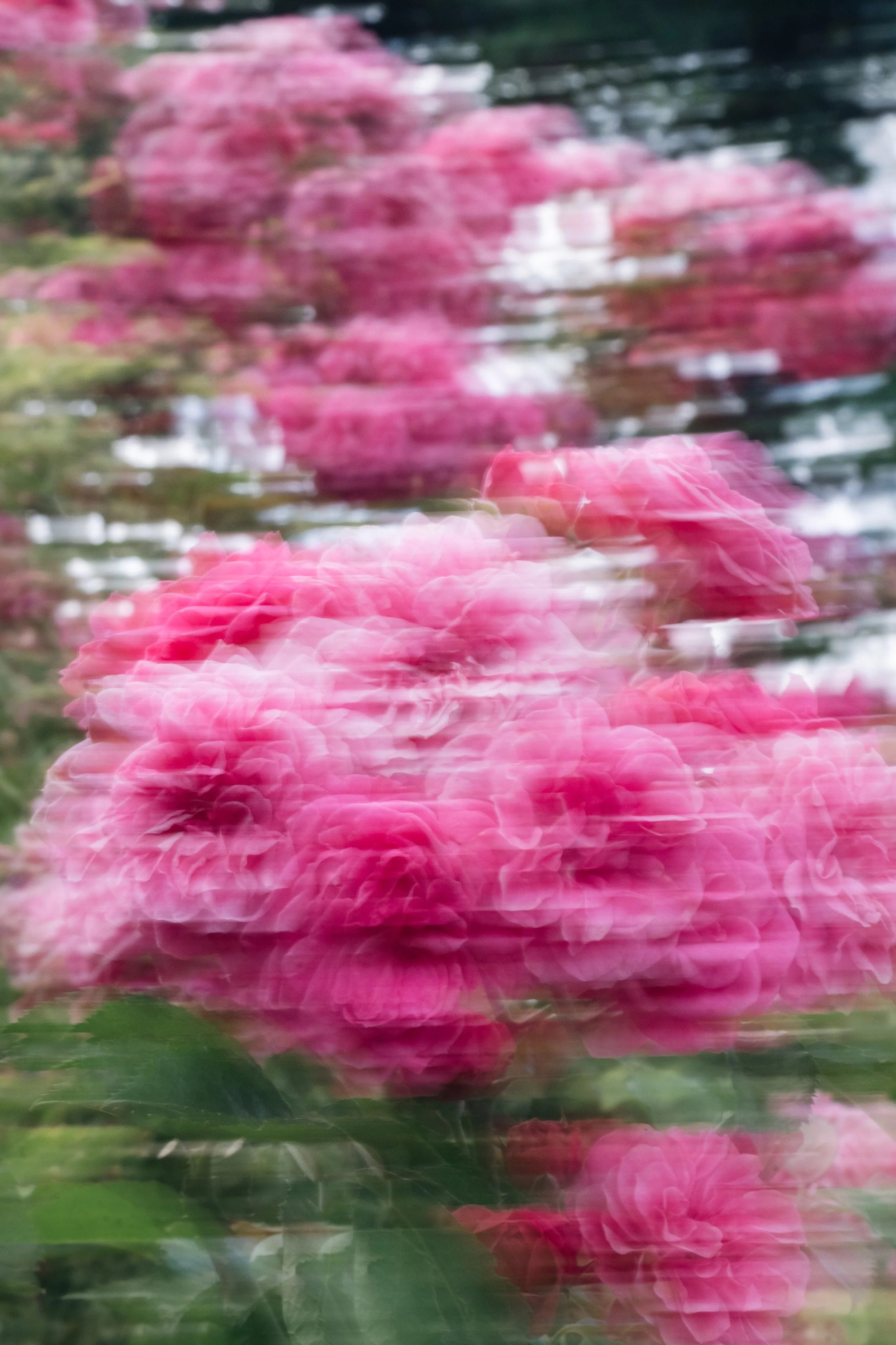 pink bunches-3 copy.jpg