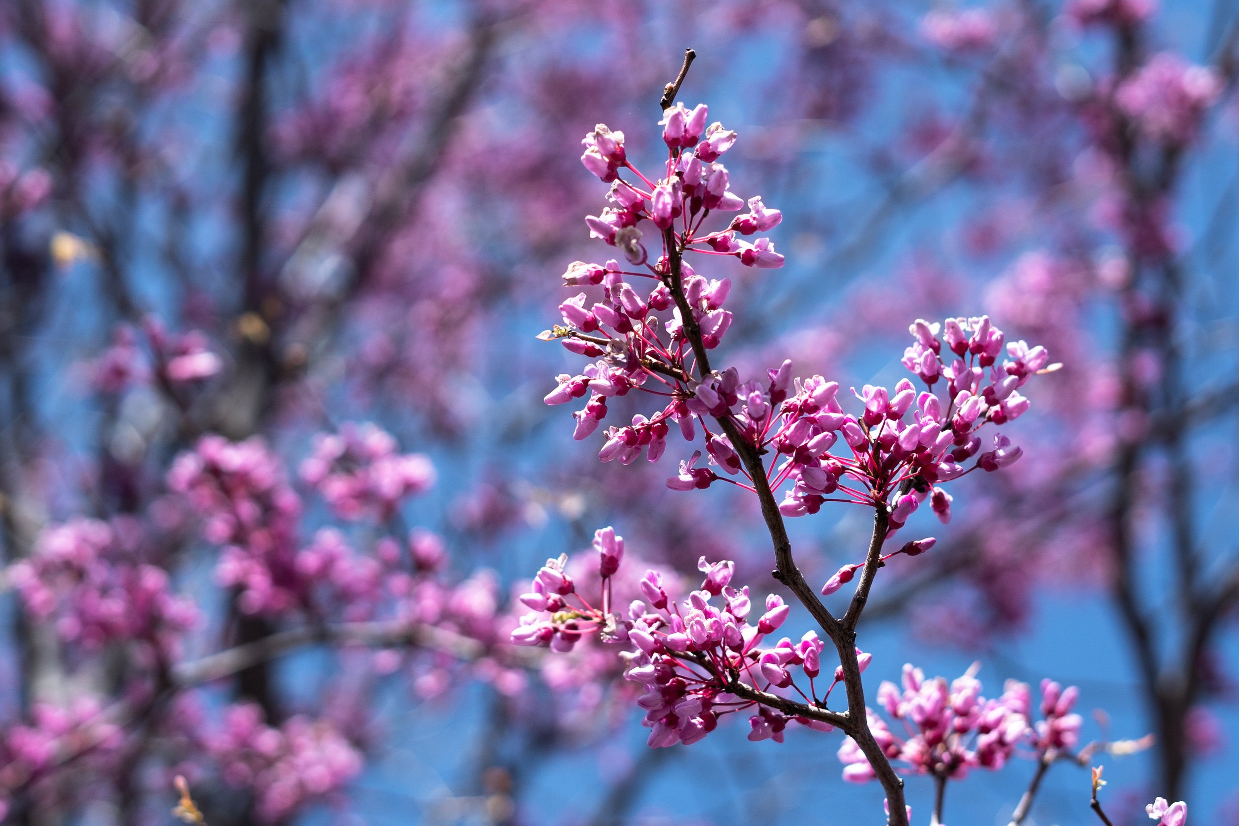 In Bloom (3 of 3)