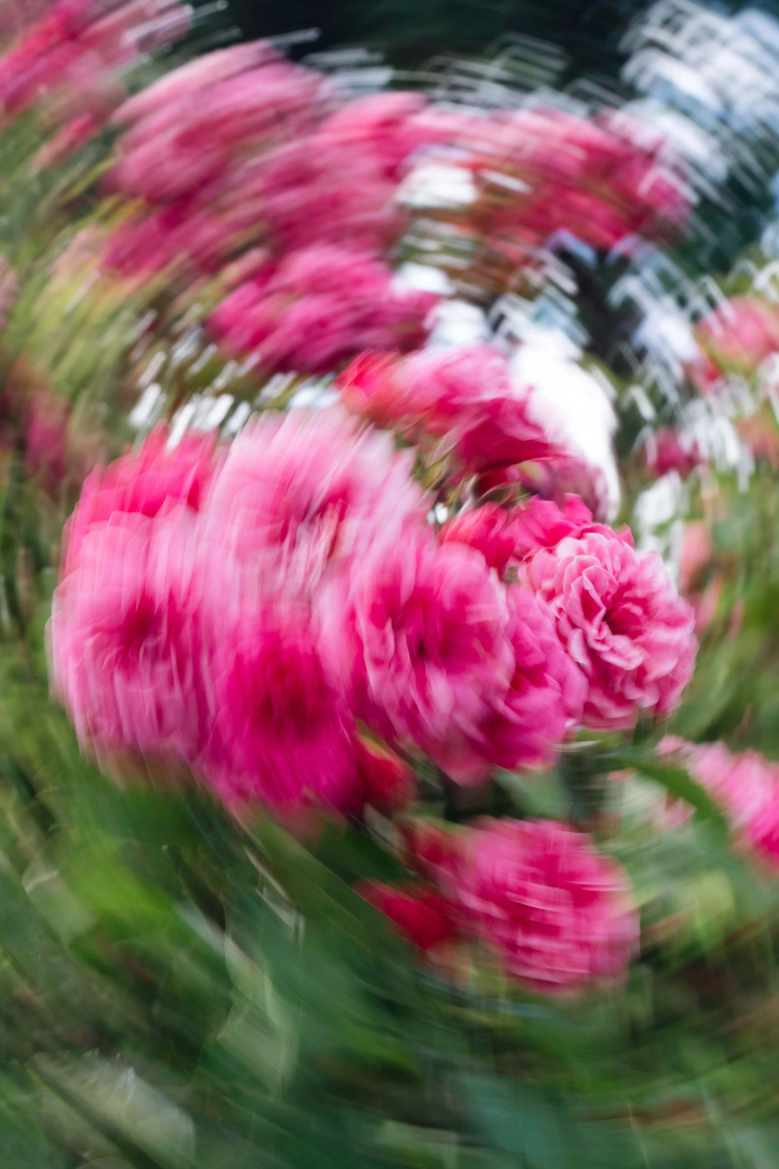 pink bunches-5 copy.jpg