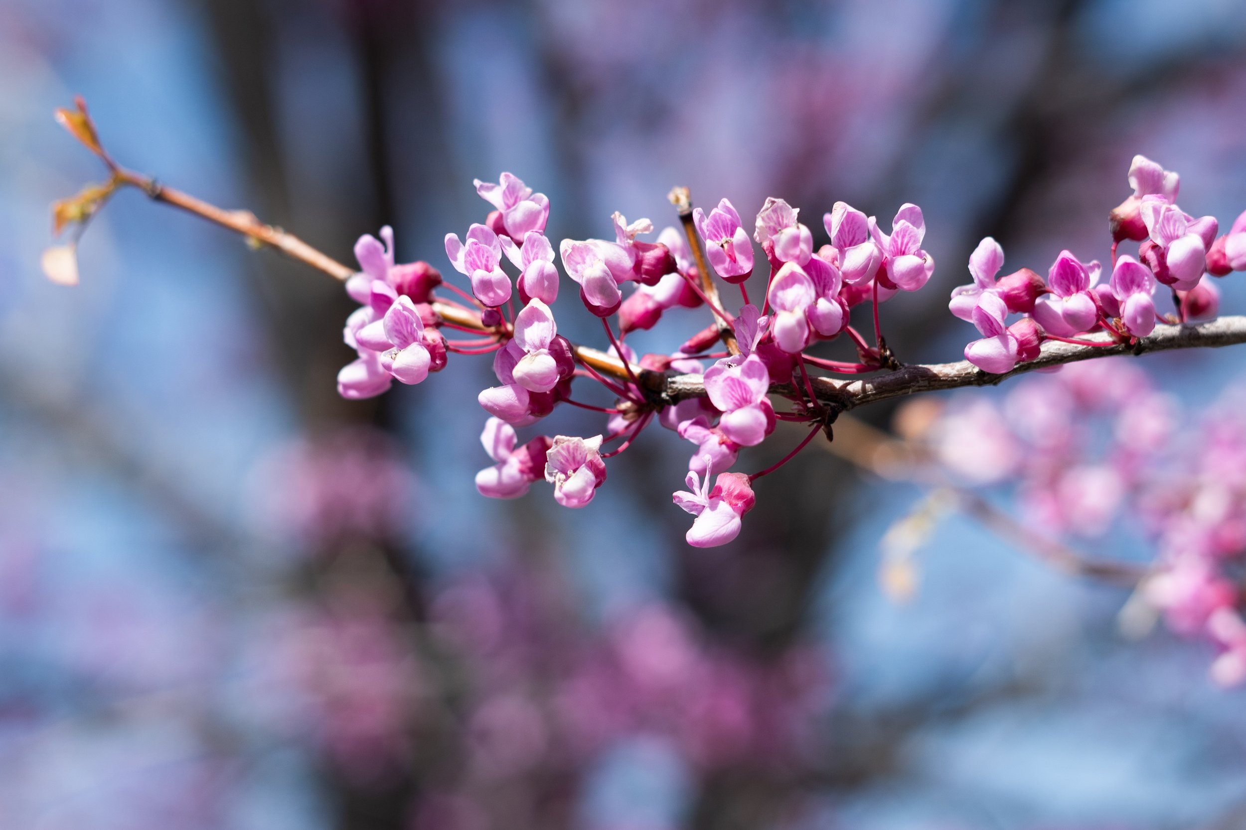 In Bloom (1 of 3)