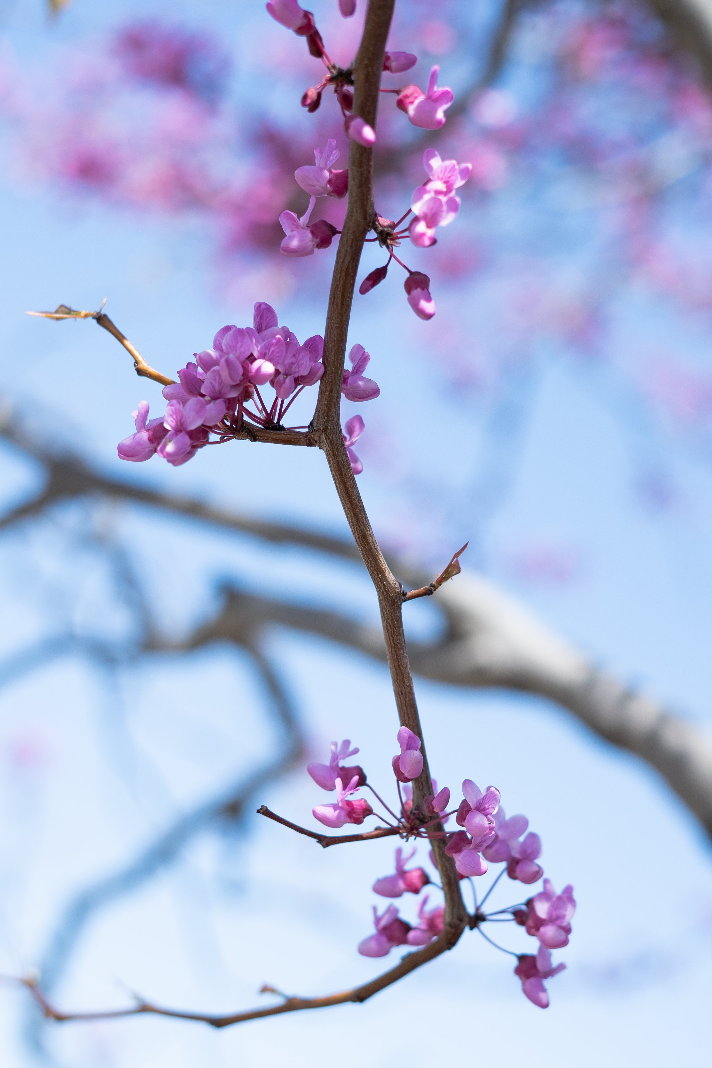 In Bloom (2 of 3)