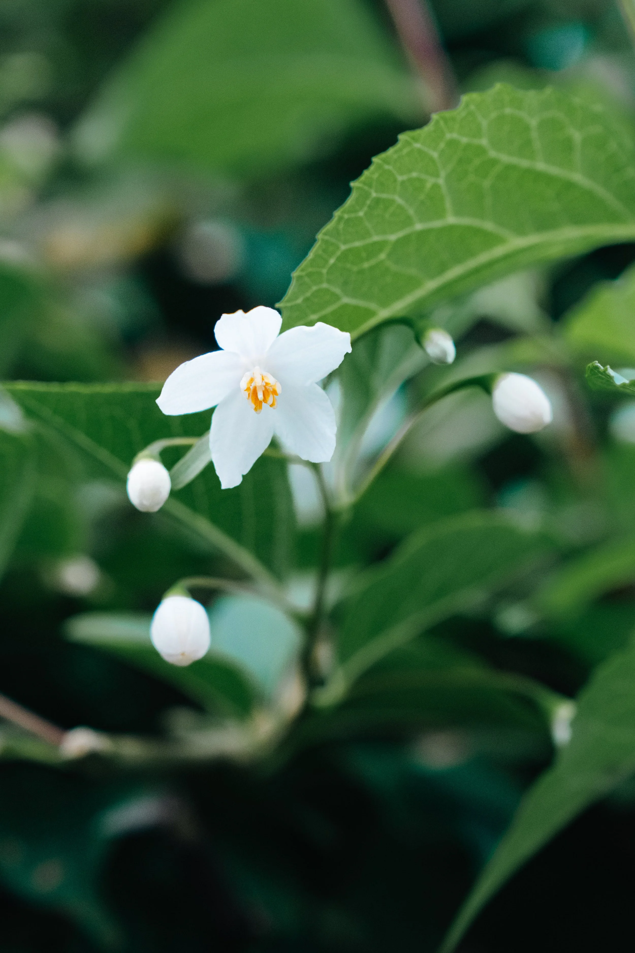 lonely bloom copy.jpg