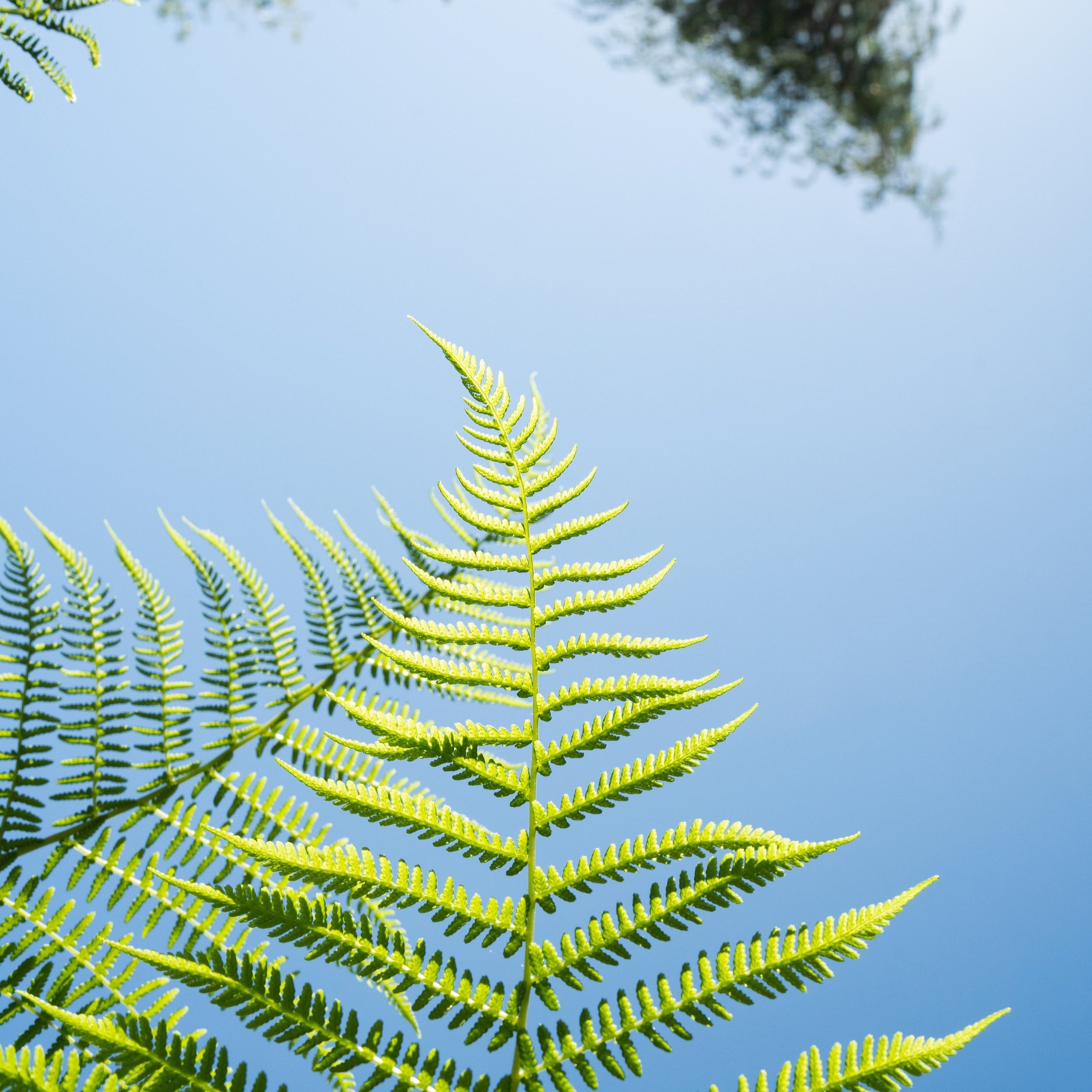 Reaching Ferns
