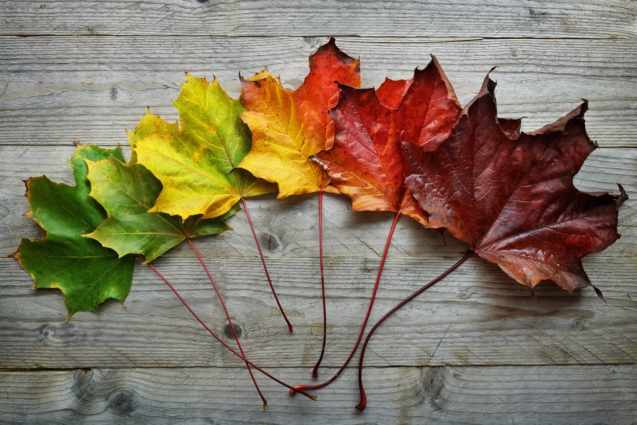 Seasons of Life