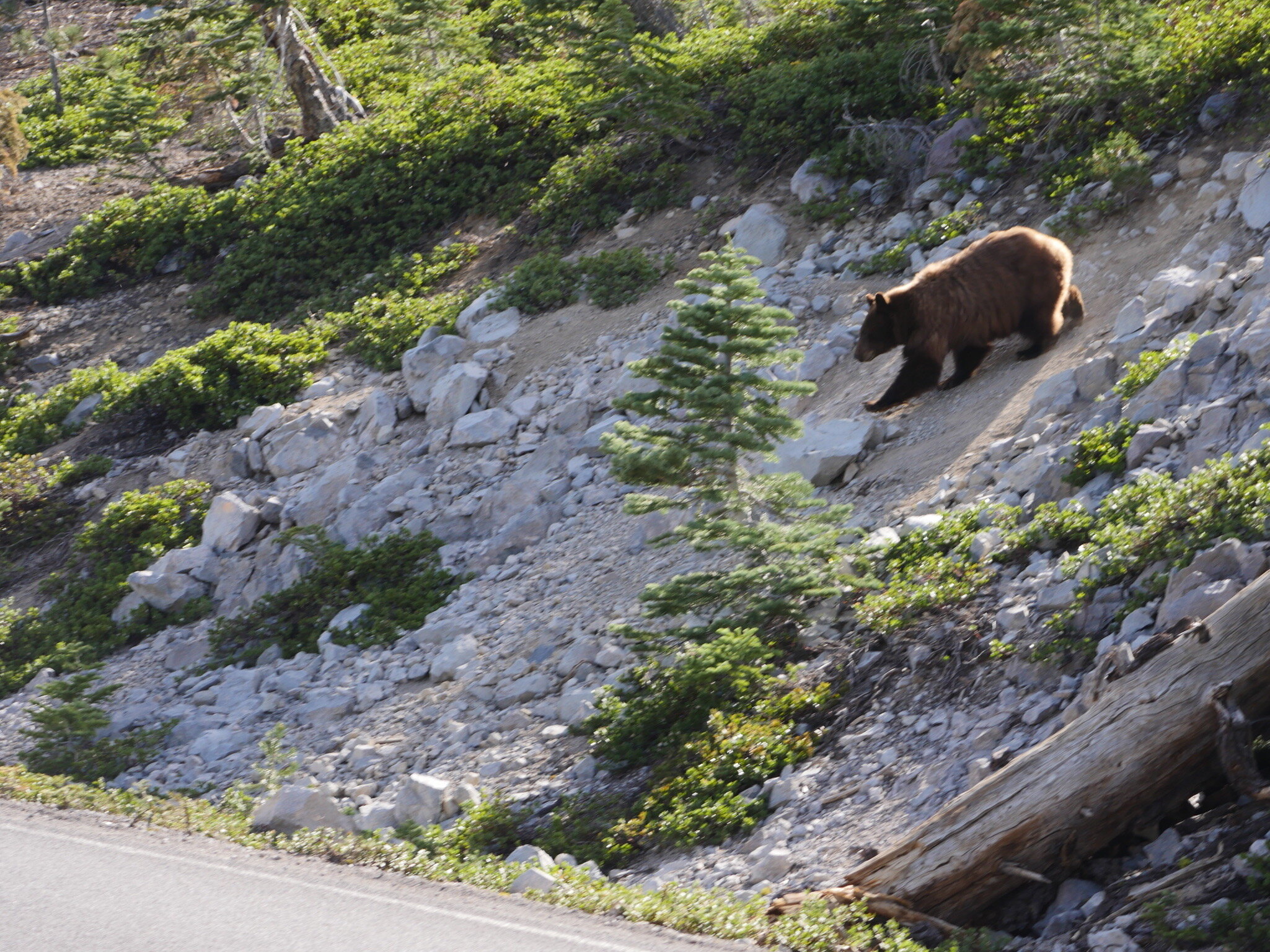 Photo 5 - Bear coming down slope to cross road.  Photo by Jude Boudreaux, 6/5/21